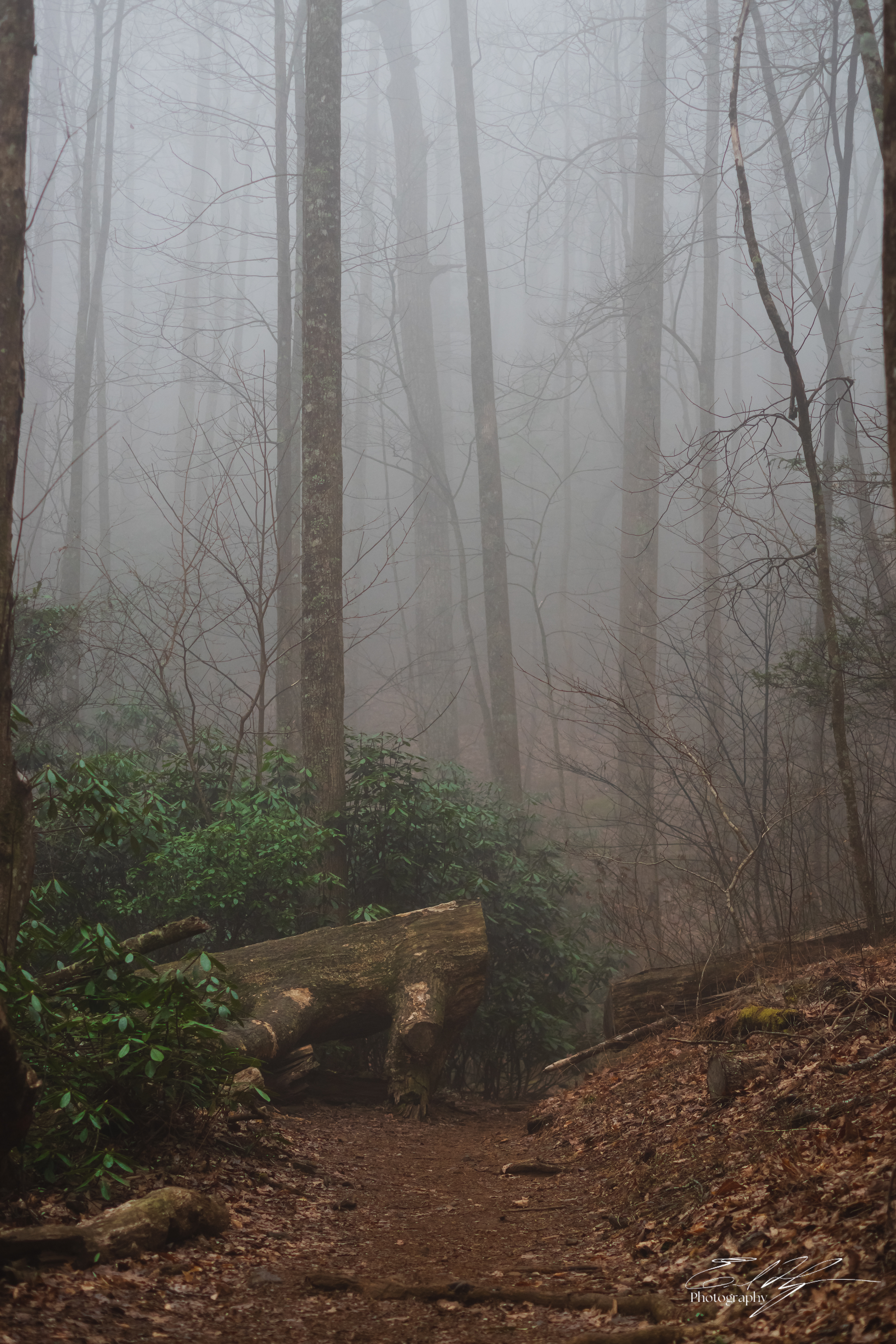 Early Spring 2025   II