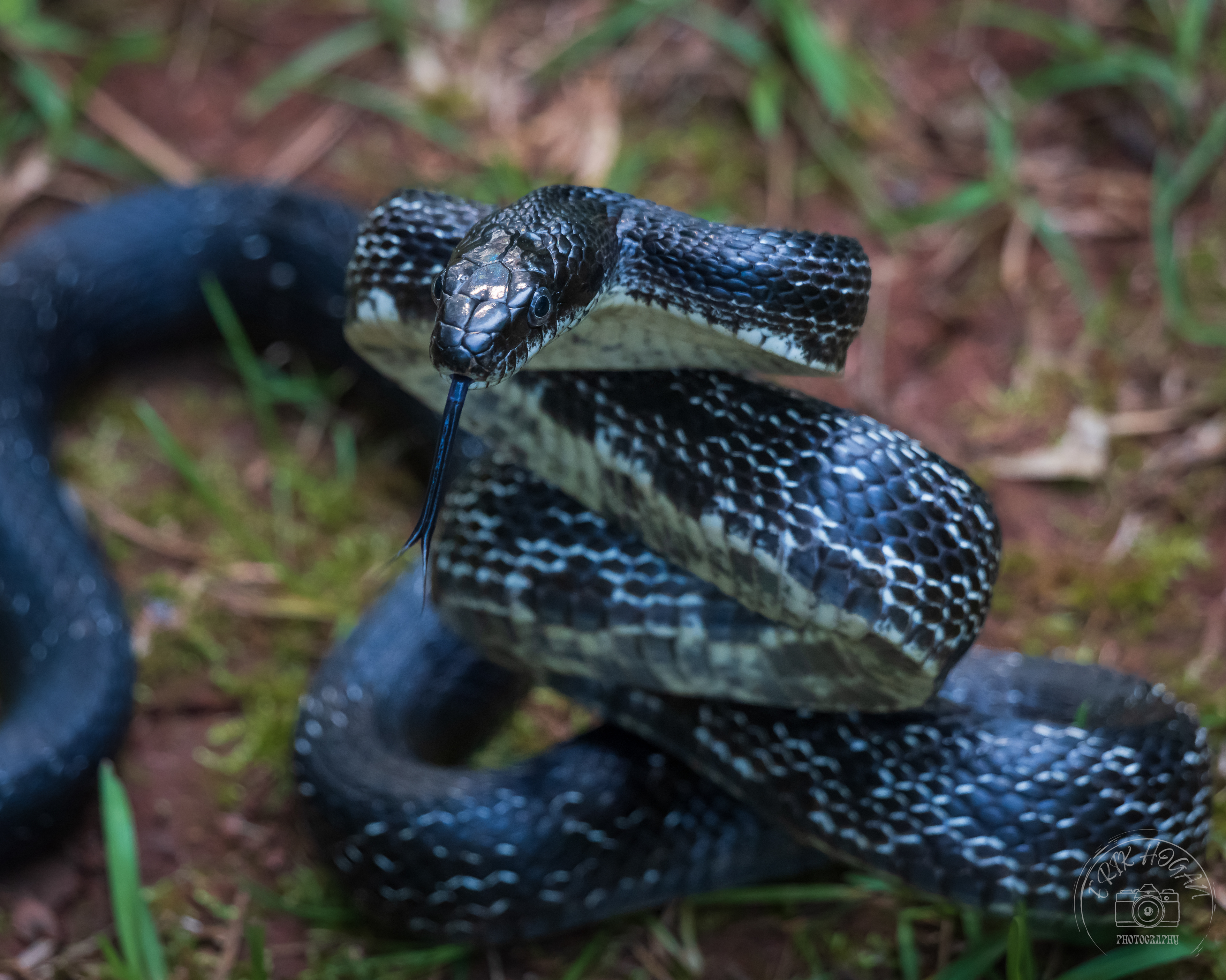 Black Rat Snake May 2023