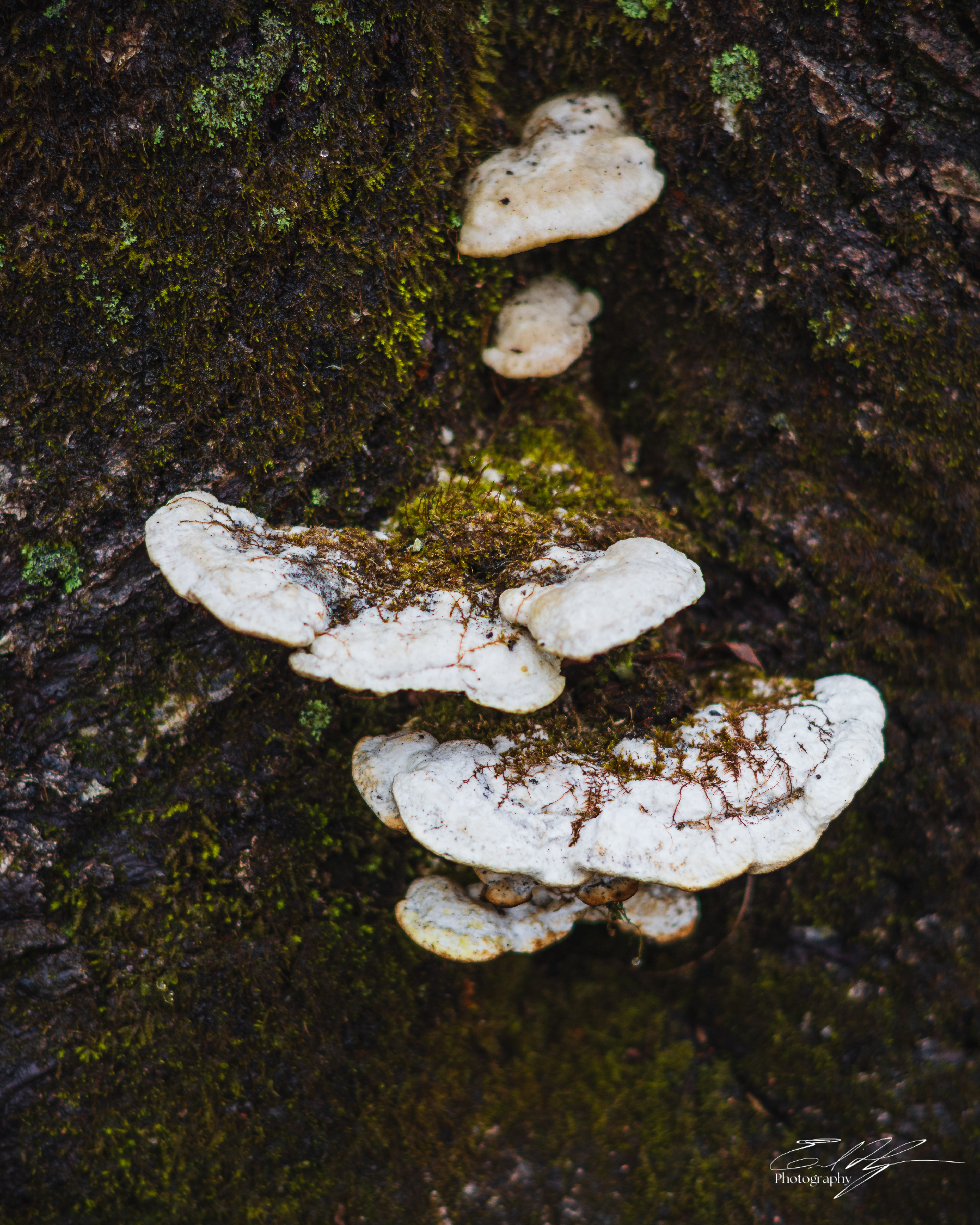 Early Spring 2025   VI