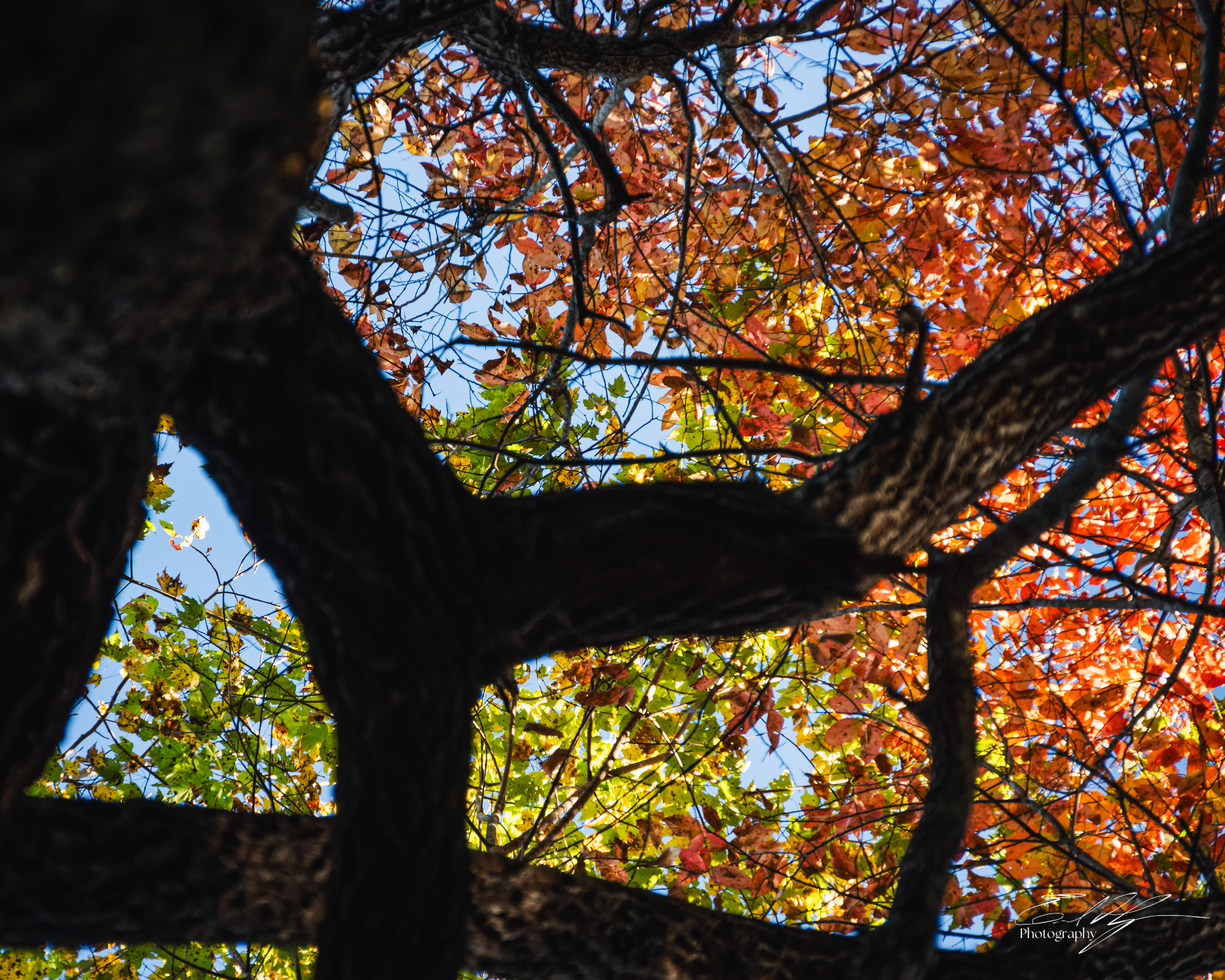 Day 4  Tree Portrait