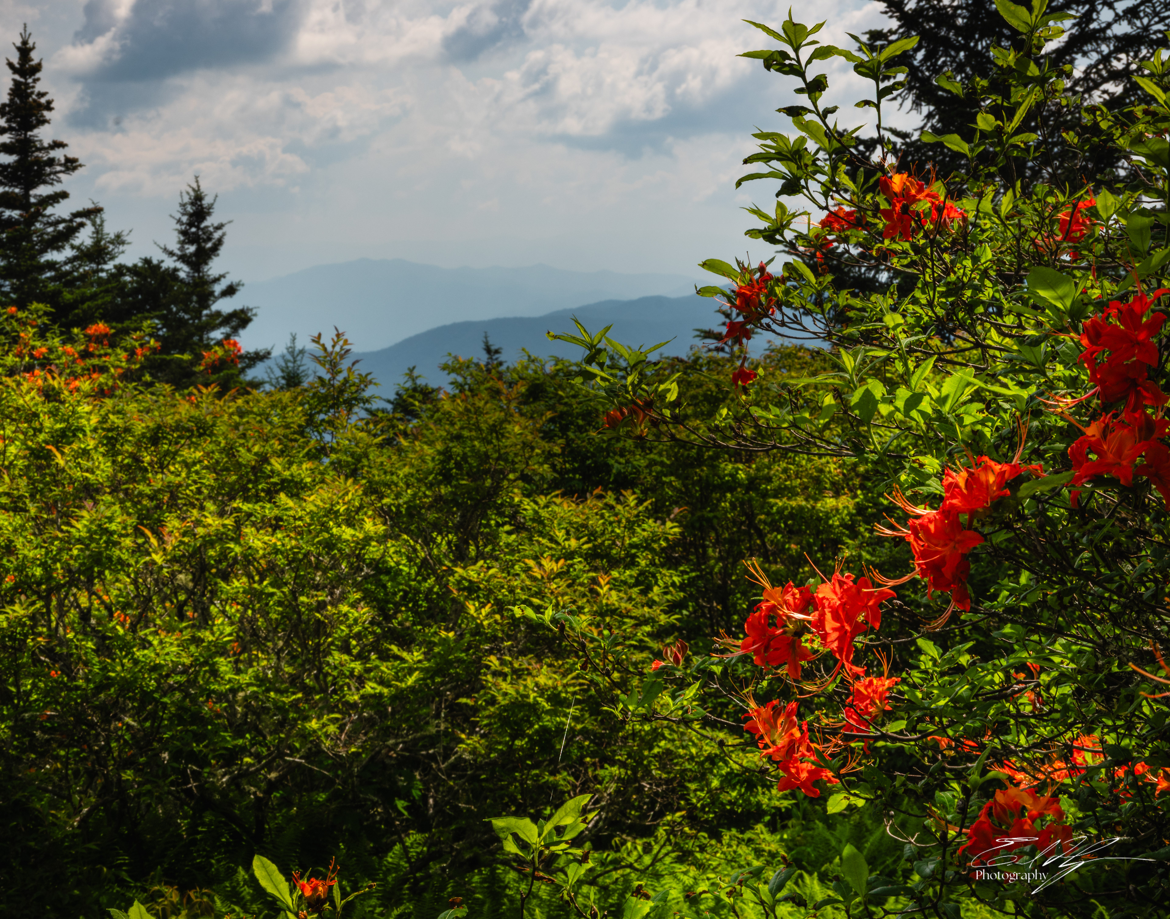 Andrew's Bald June 2025 XI