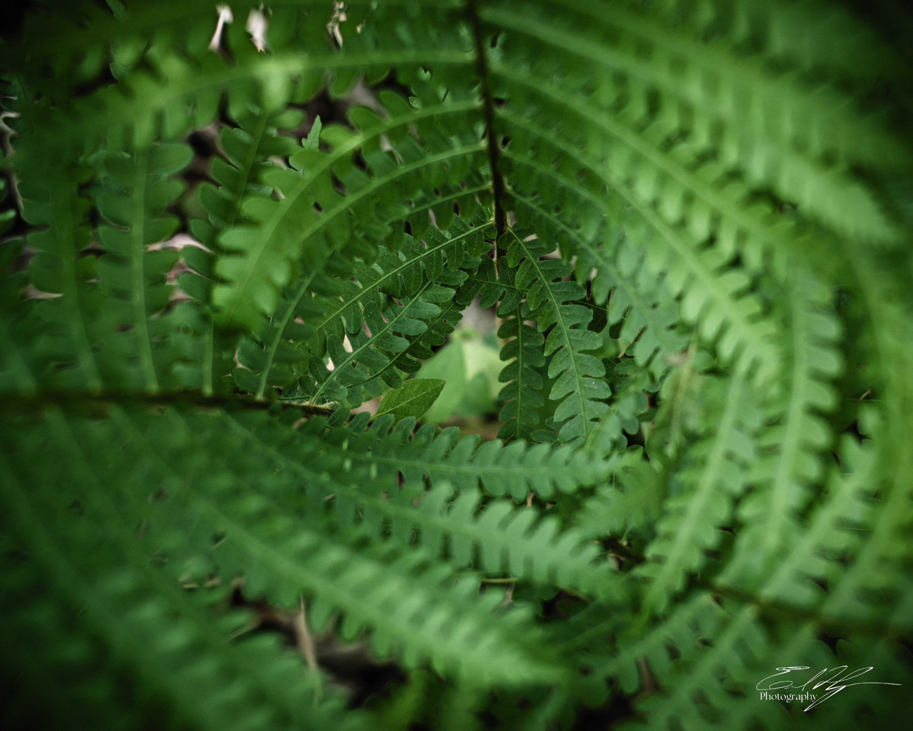 Green Bough House of Prayer April 2025   II