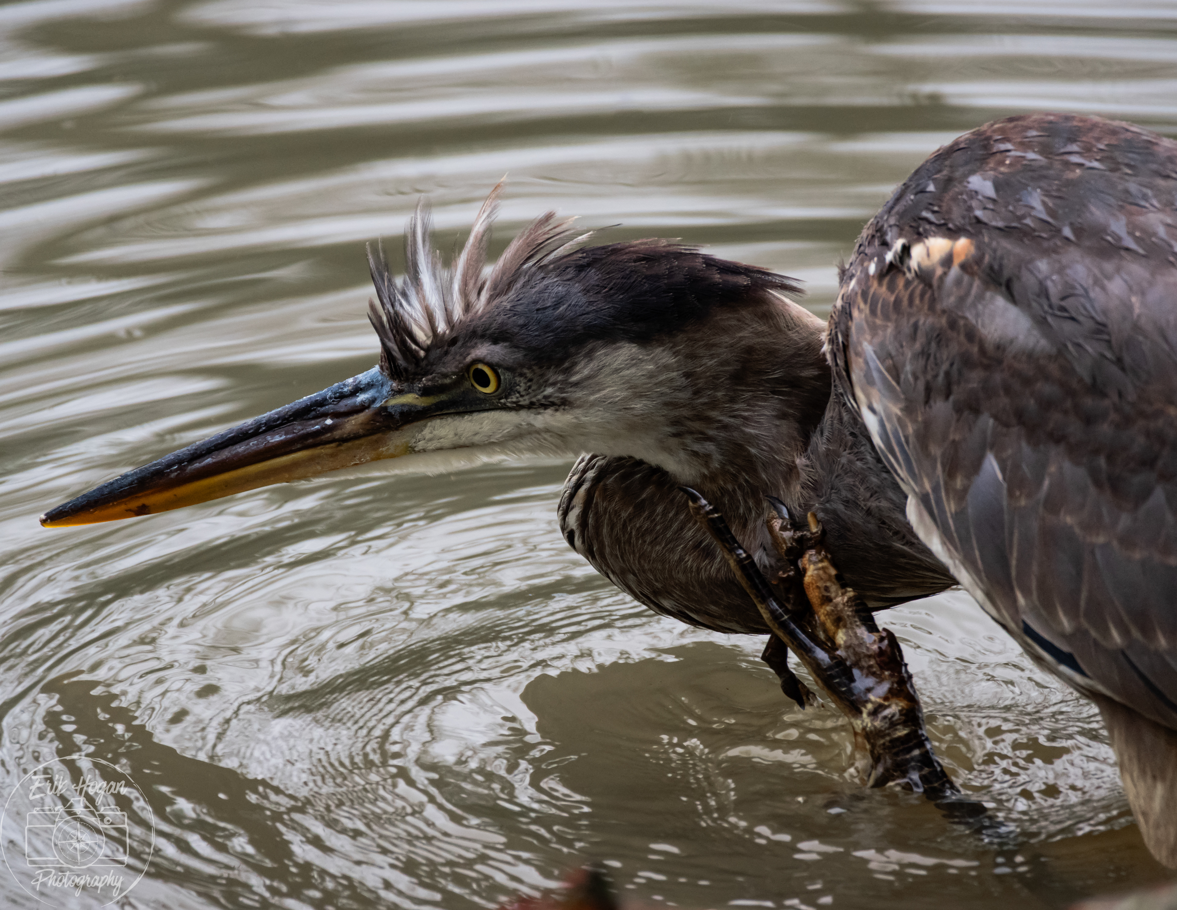 Heron December 2023   II