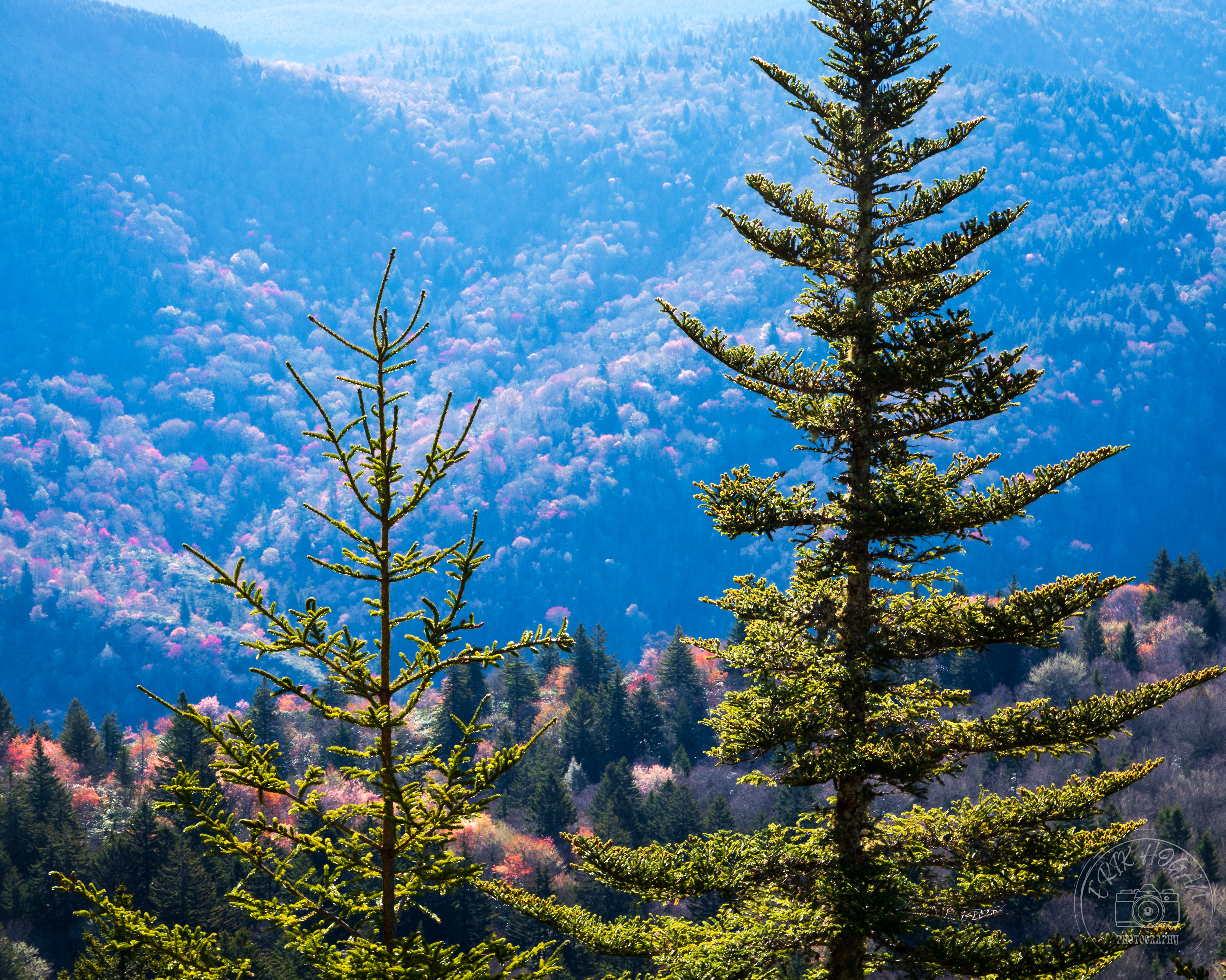 Middle Prong Wilderness May 2023   II