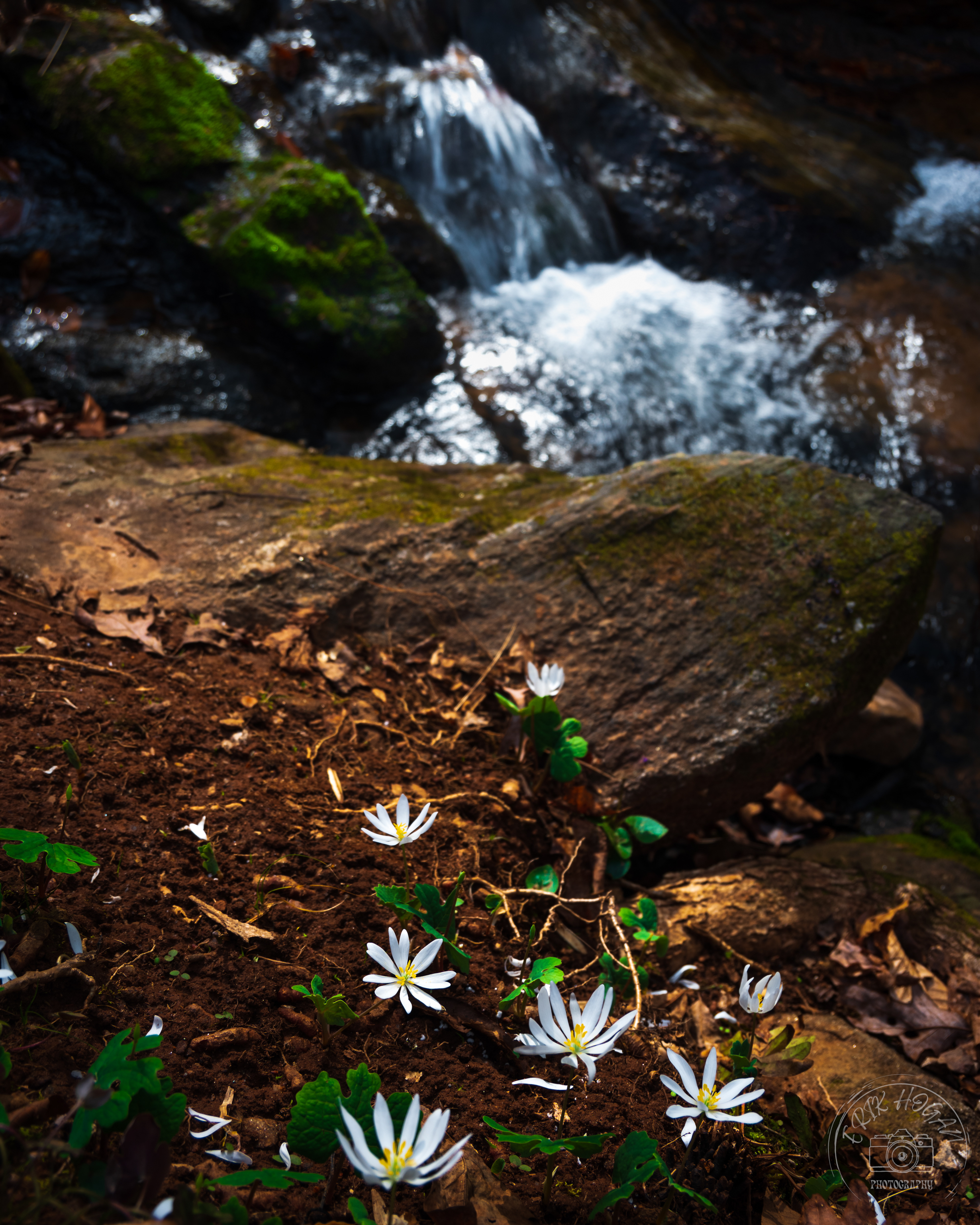 State Botanical Gardens of Georgia Bloodroot February 2023   II