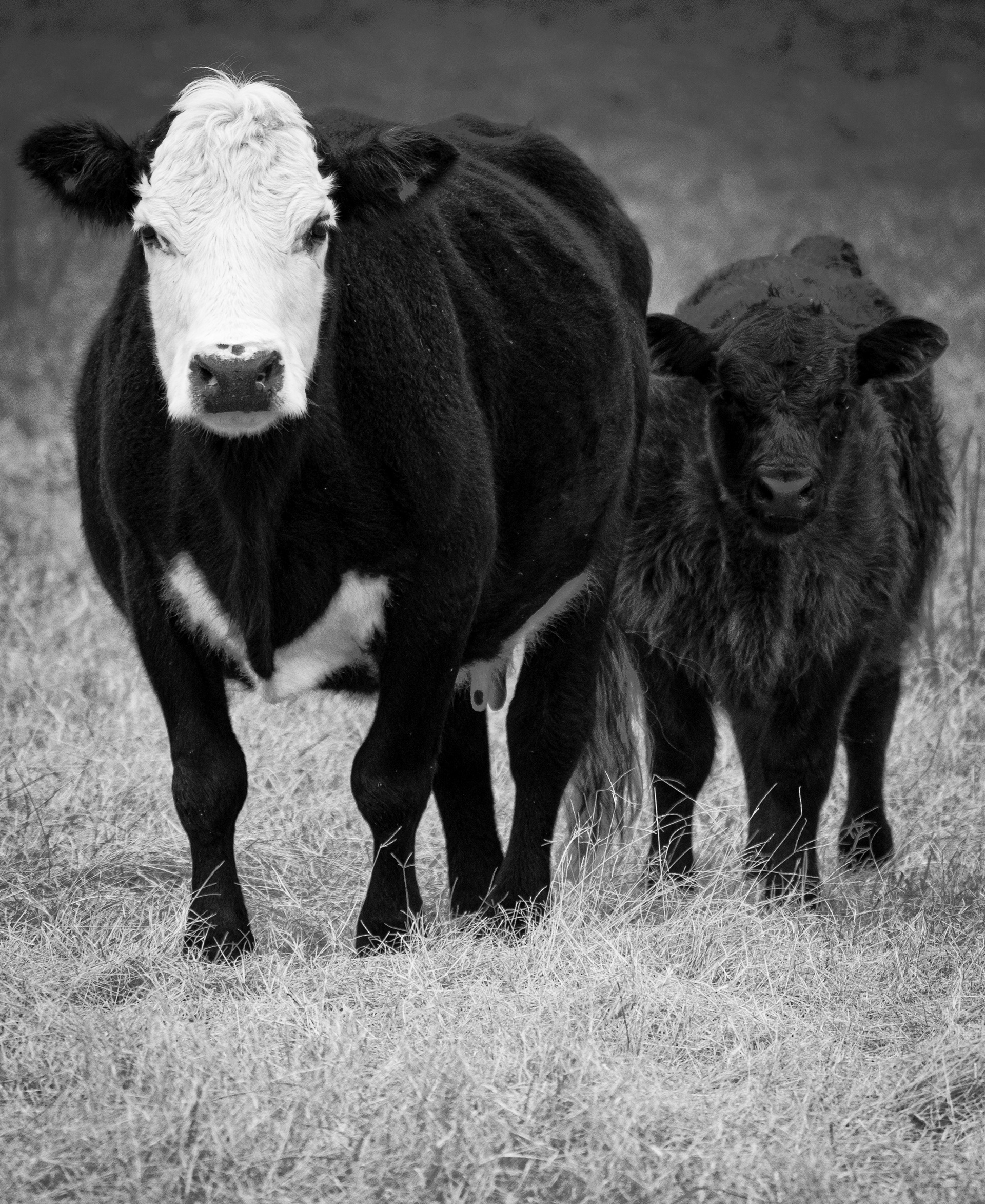 Dyar's Pasture December 2021   II