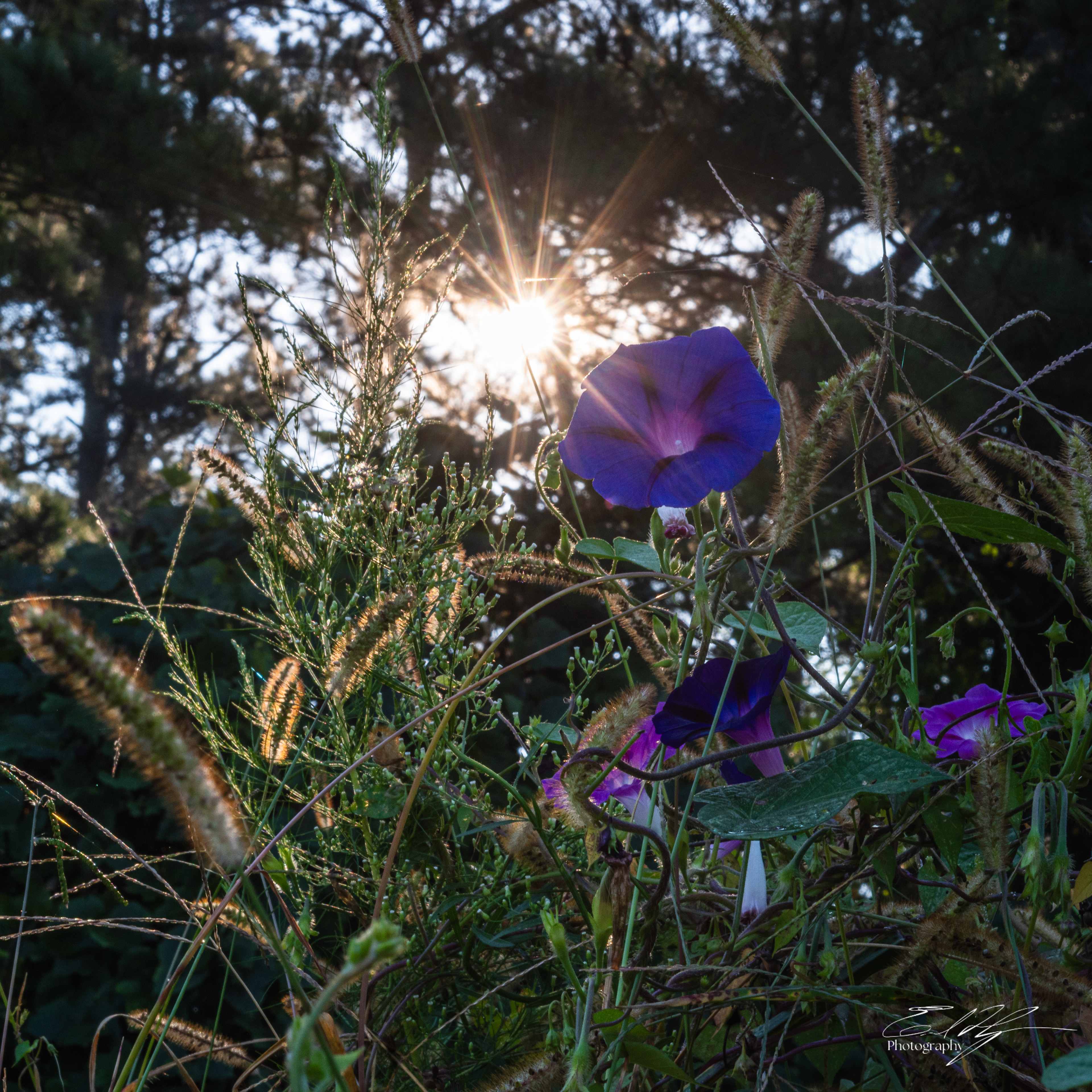 Morning Glory September 2025 I