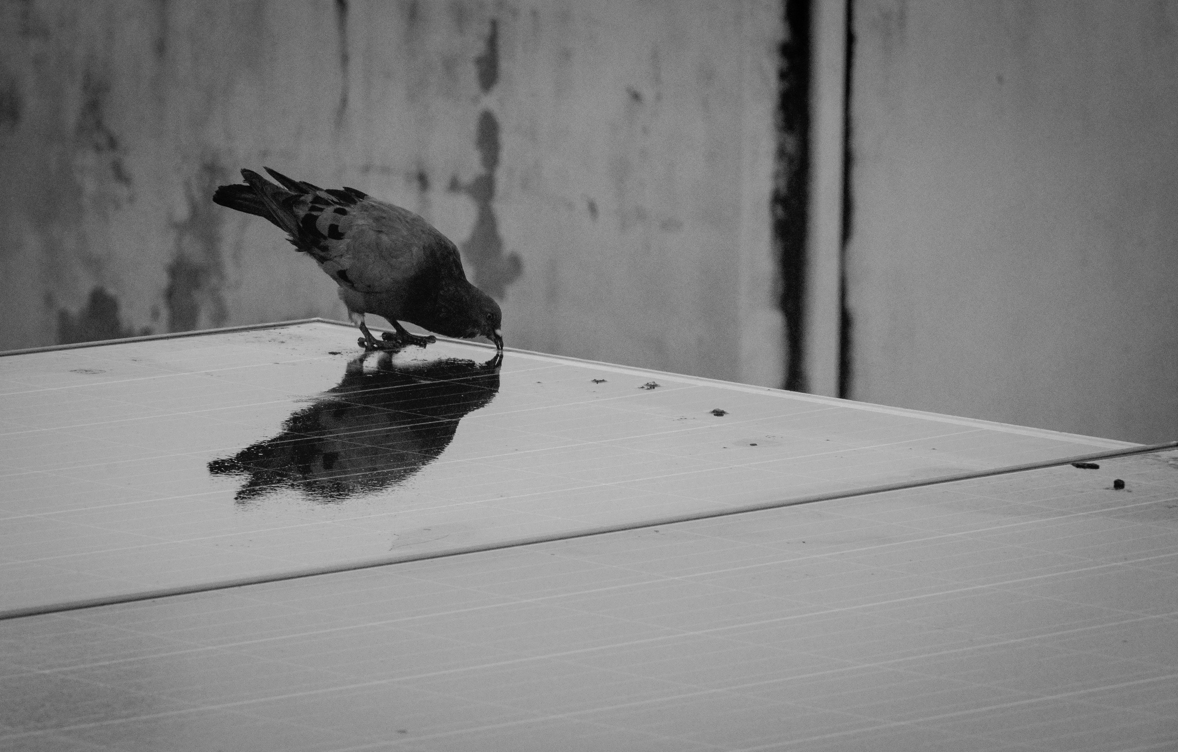 Puerto Plata, Dominican Republic July 2021   V