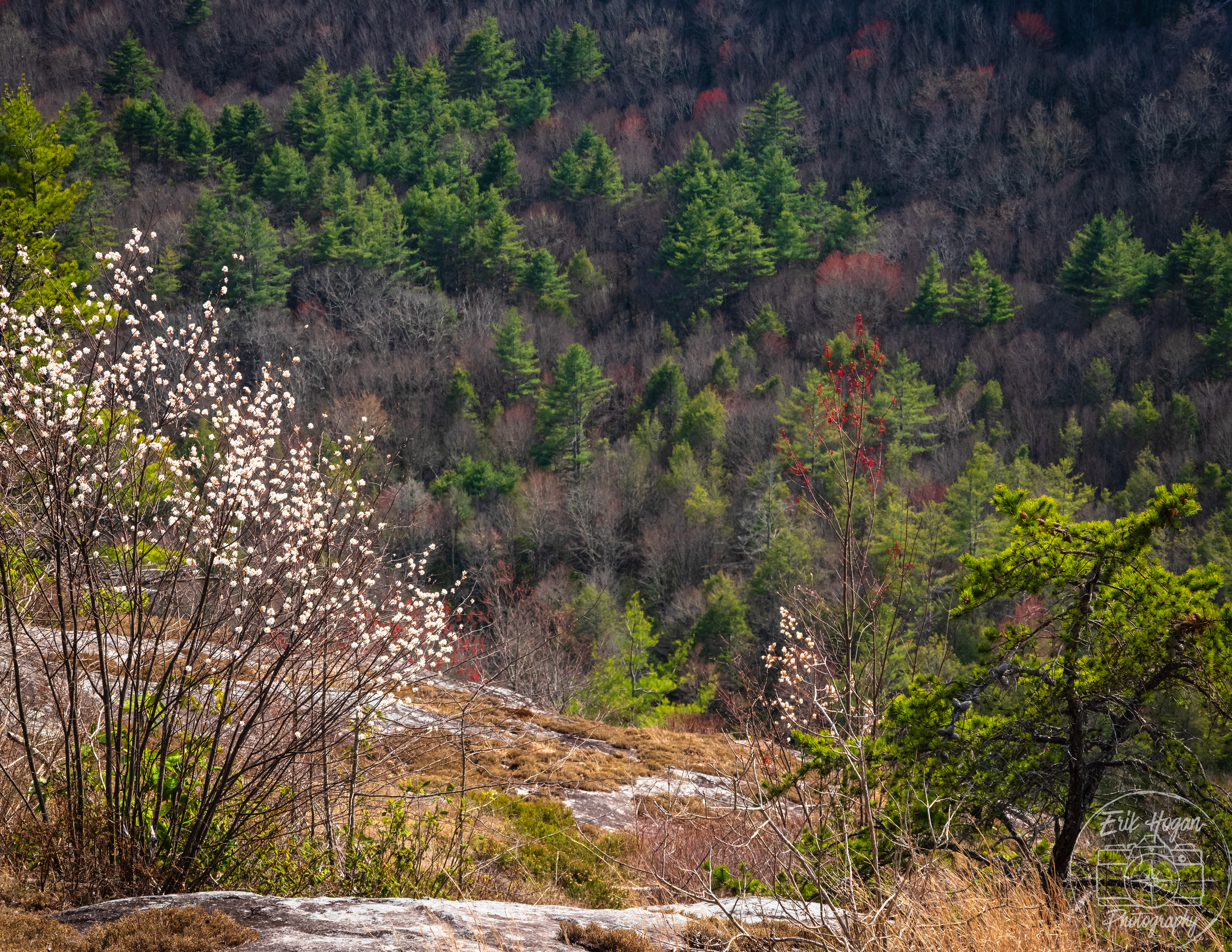 Panthertown Valley April 2024   II