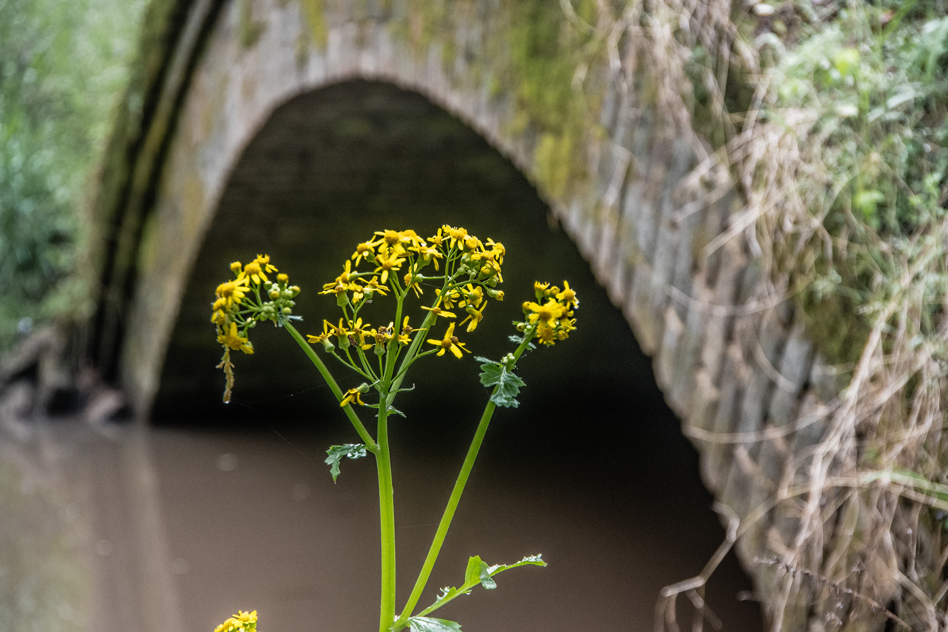 Scull Shoals April 2021   I