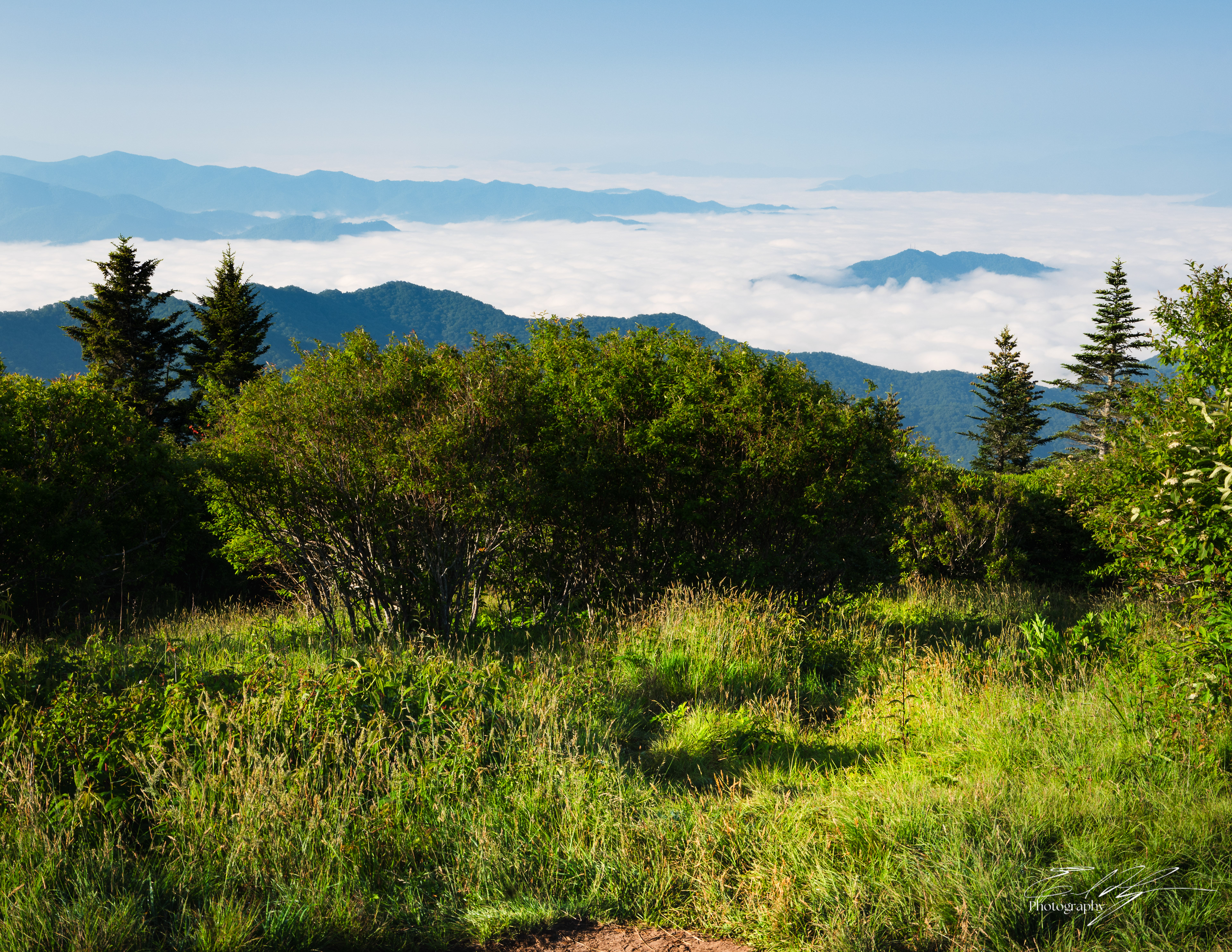 Andrew's Bald June 2025 XX