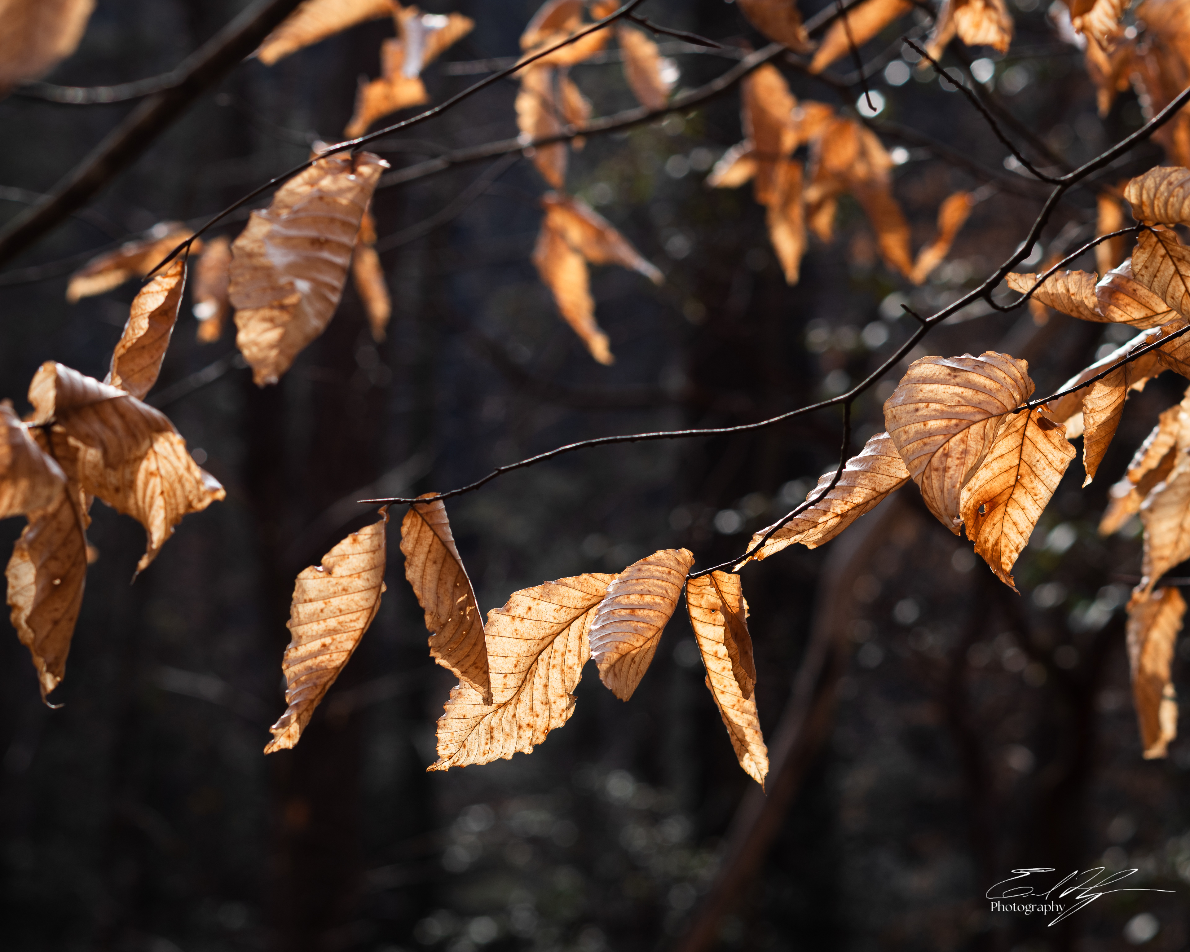 Beech Leaves January 2026