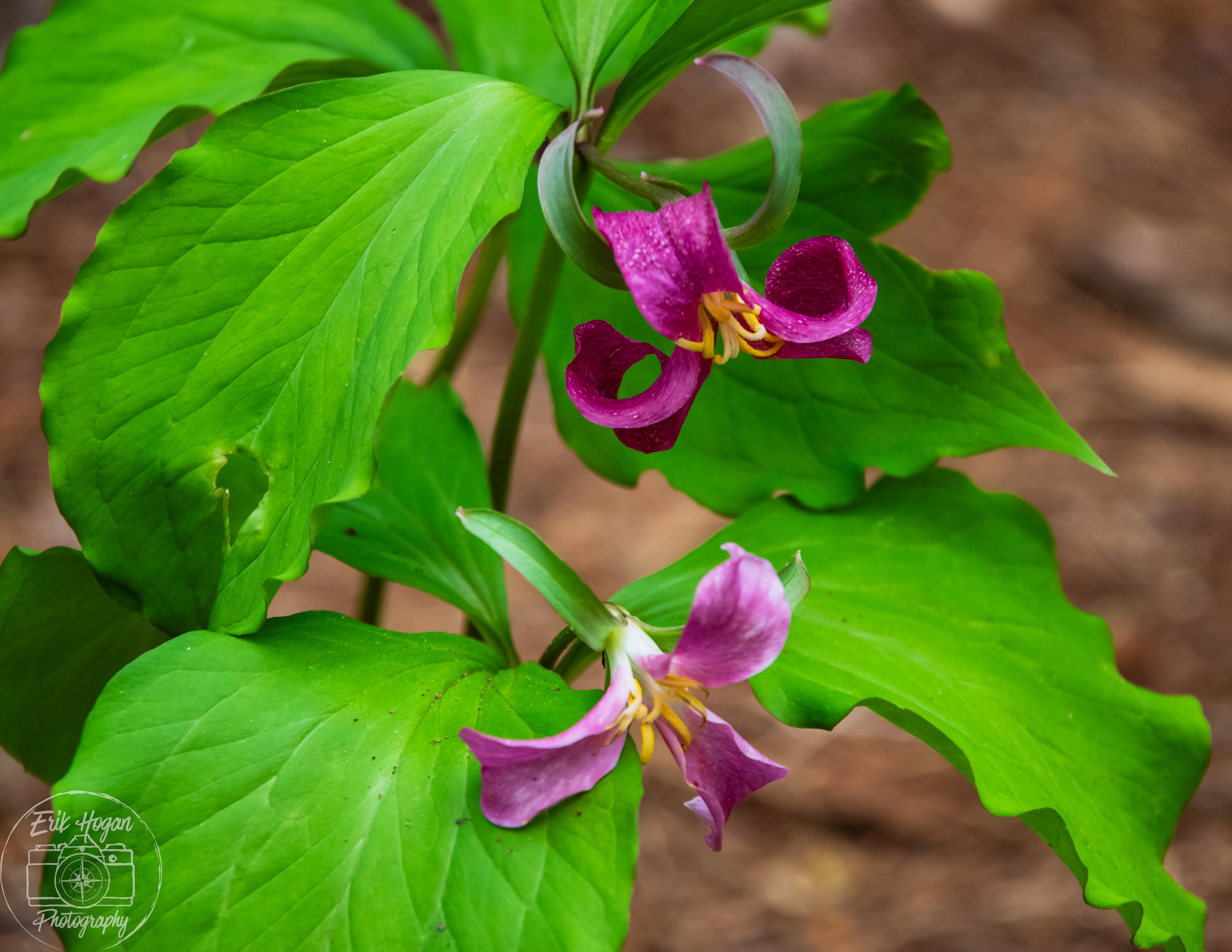 Trillium May 2024