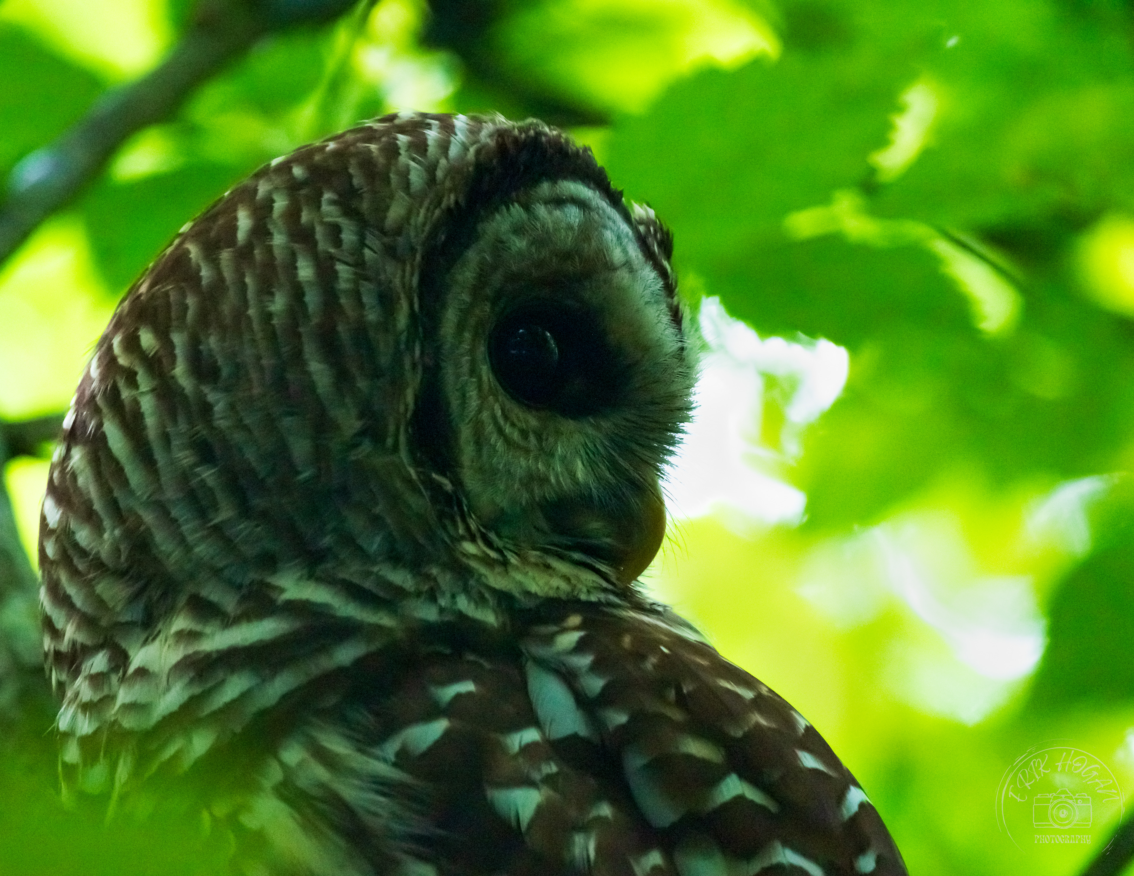 Dudley Park Barred Owl June 2023   II