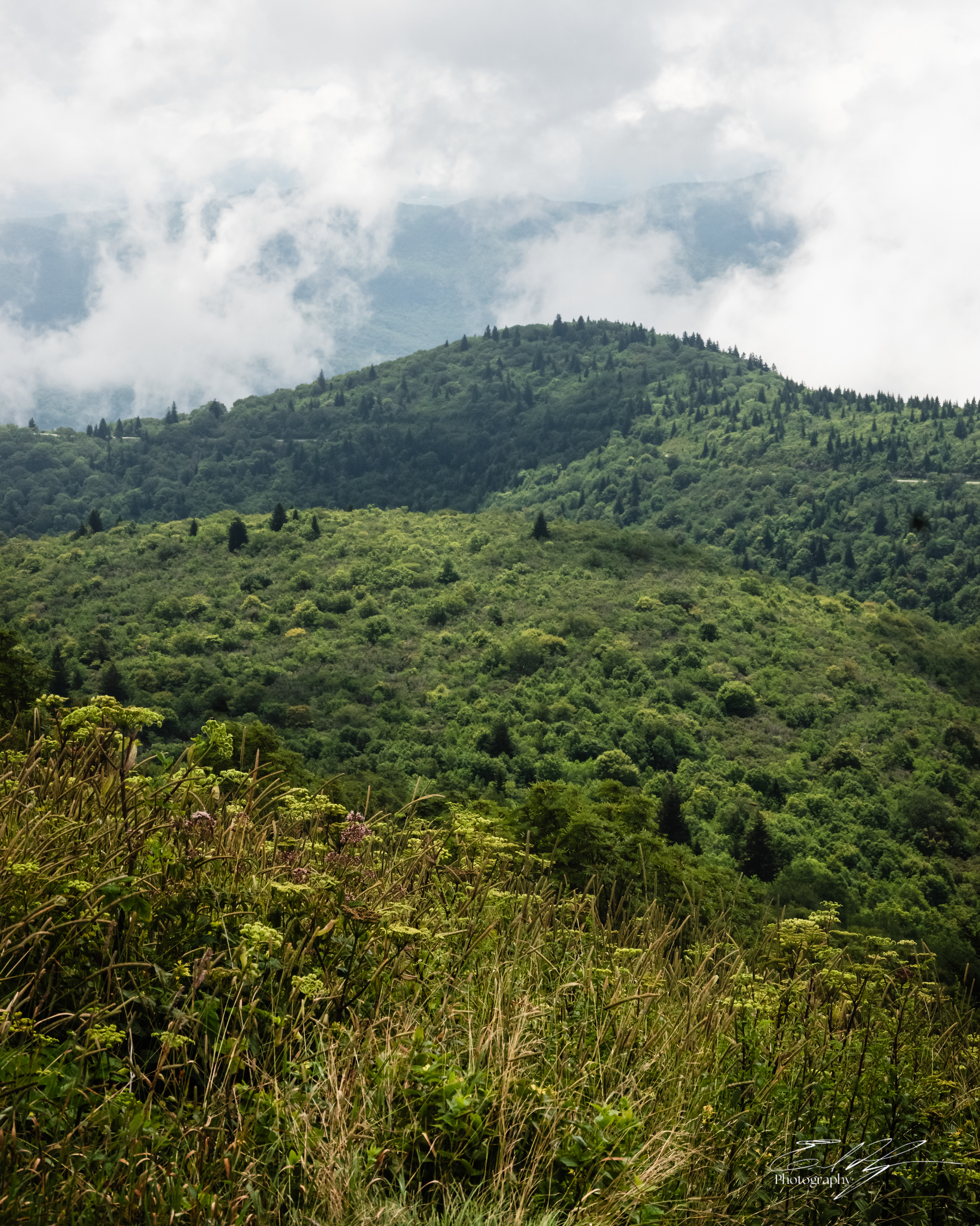 Black Balsam August 2025 V