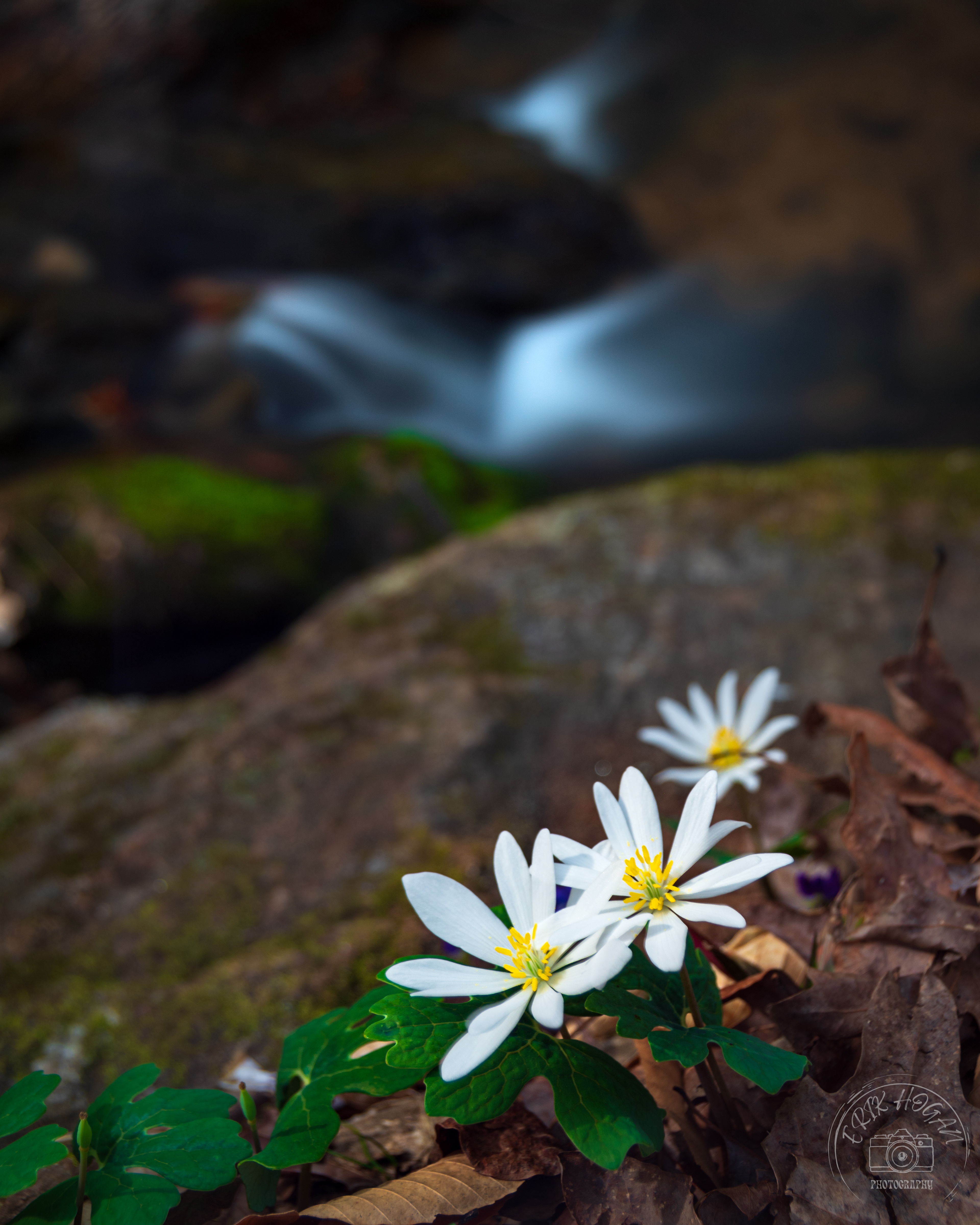 State Botanical Gardens of Georgia Bloodroot February 2023   I