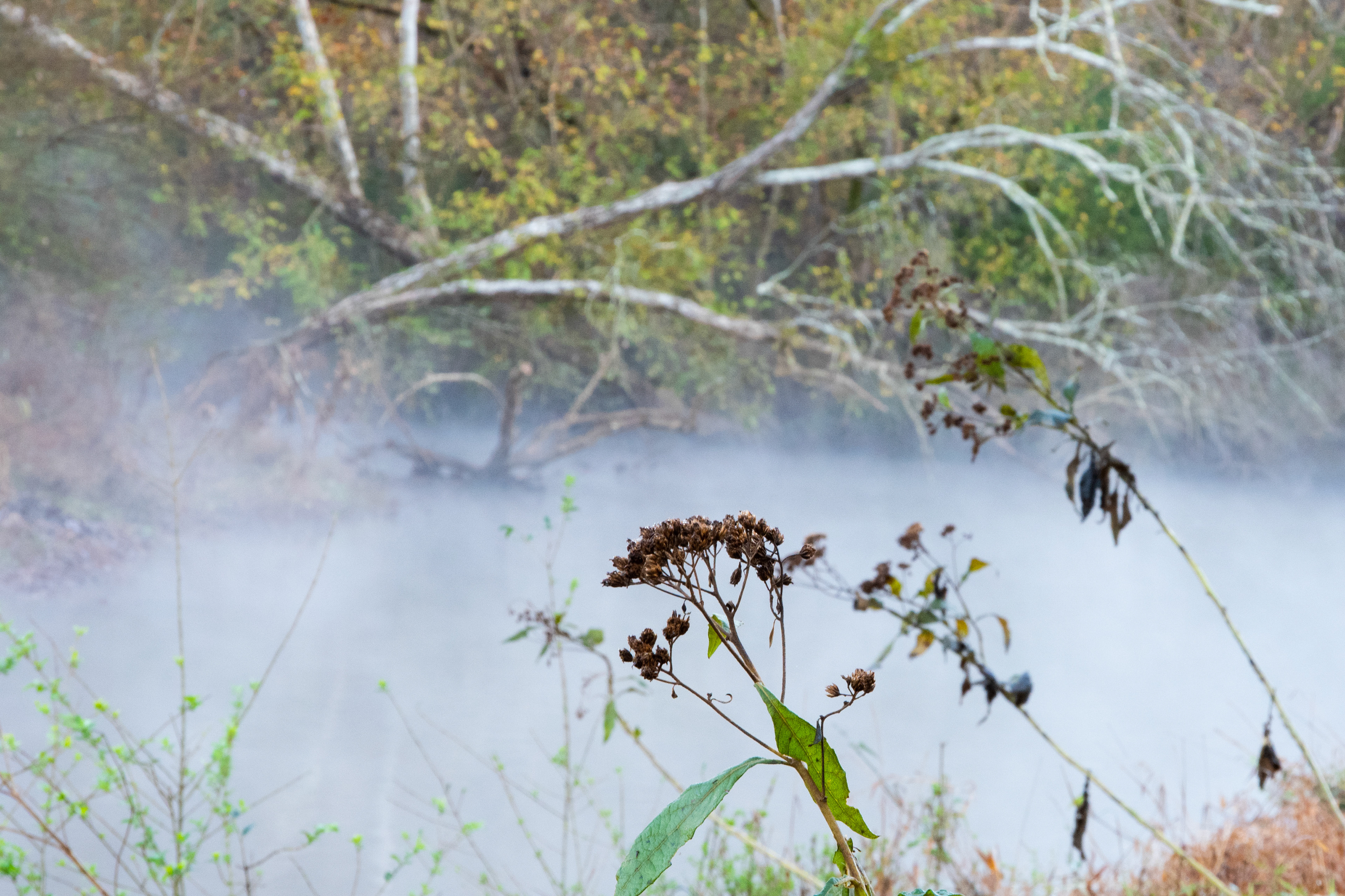 Sandy Creek Nature Center November 2020   I
