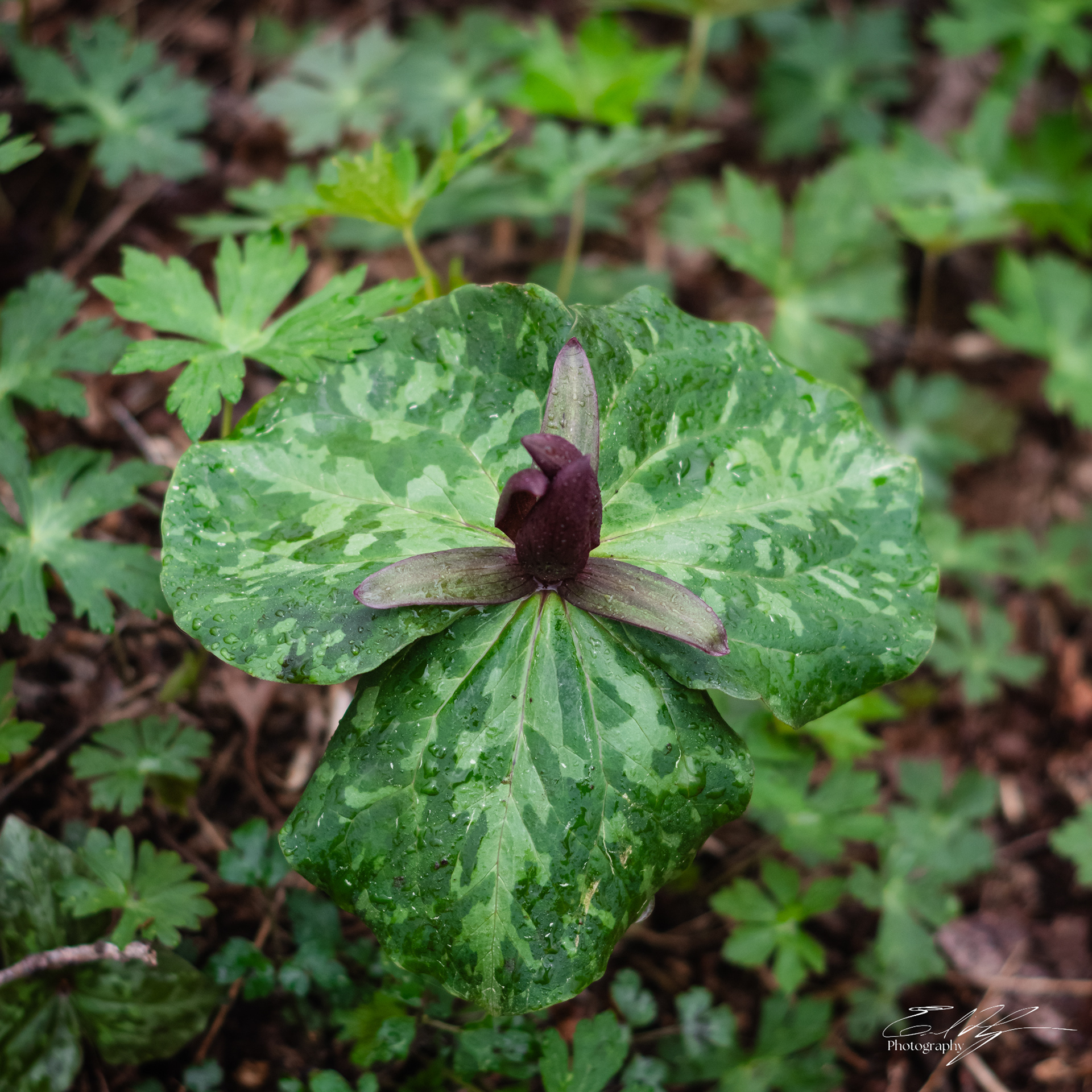 Early Spring 2025   XXII