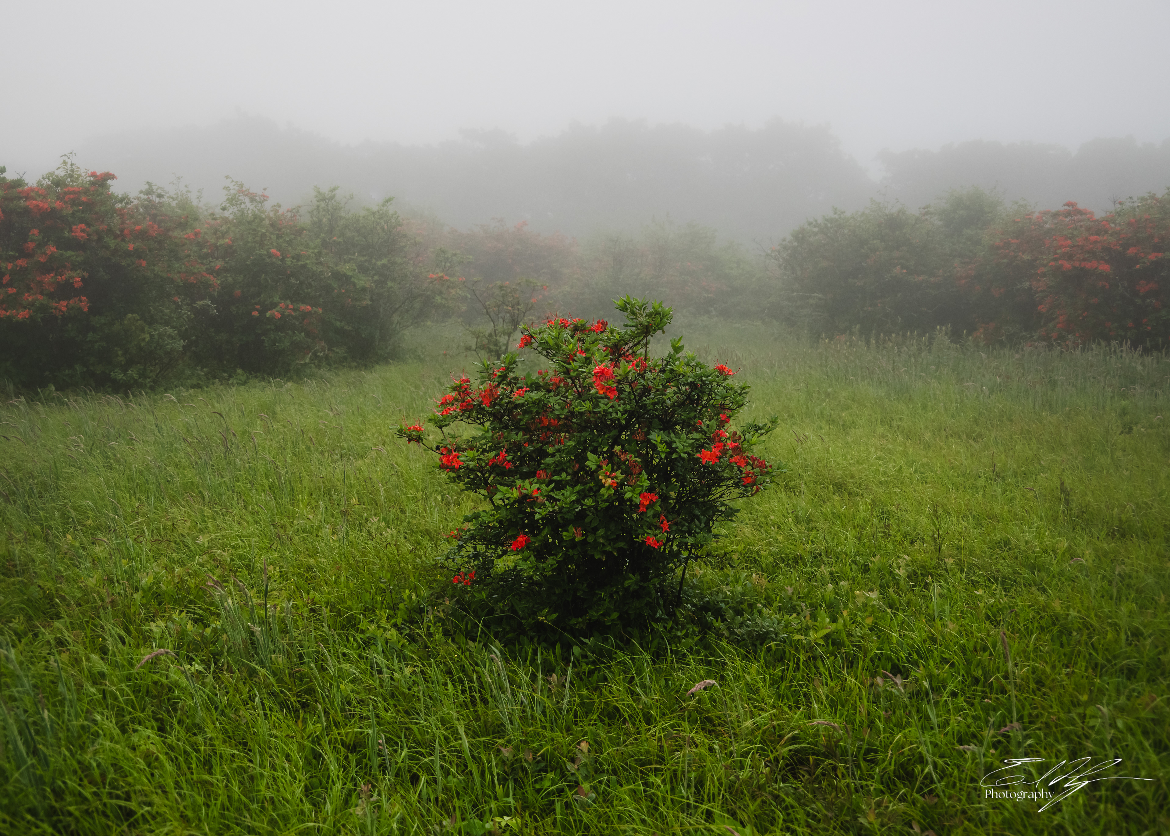 Gregory Bald June 2025 VIII