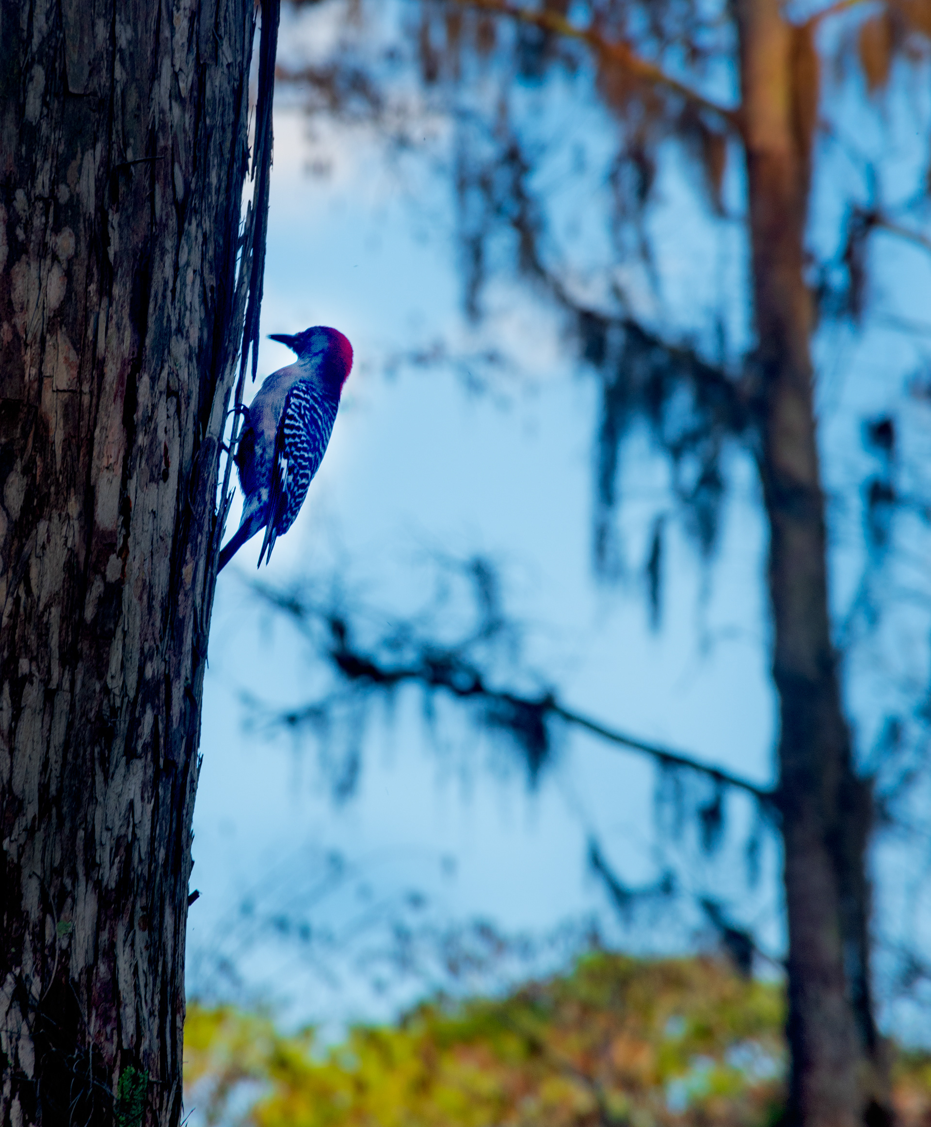 Disney World February 2021   IV