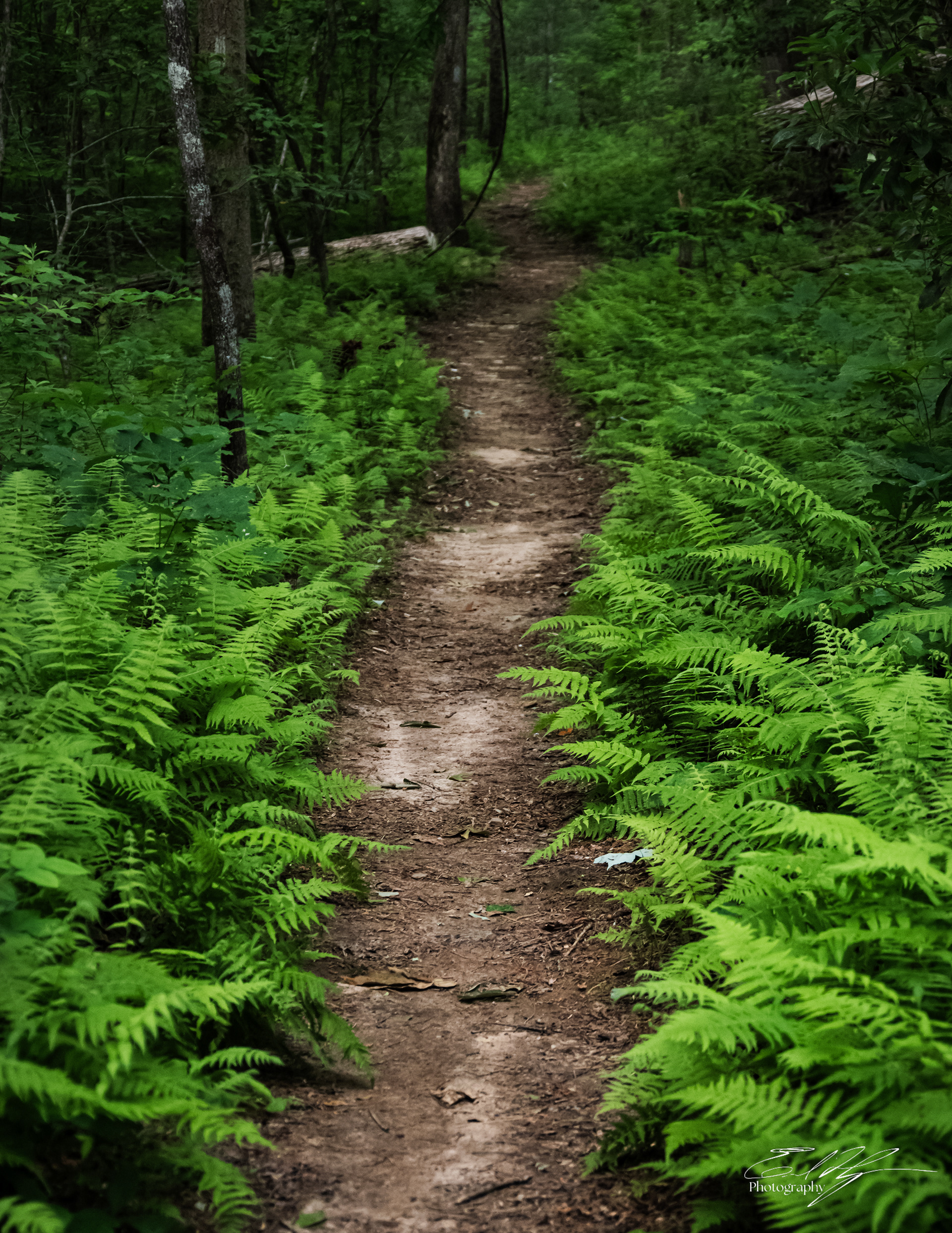 Opossum Creek Falls May 2025   X