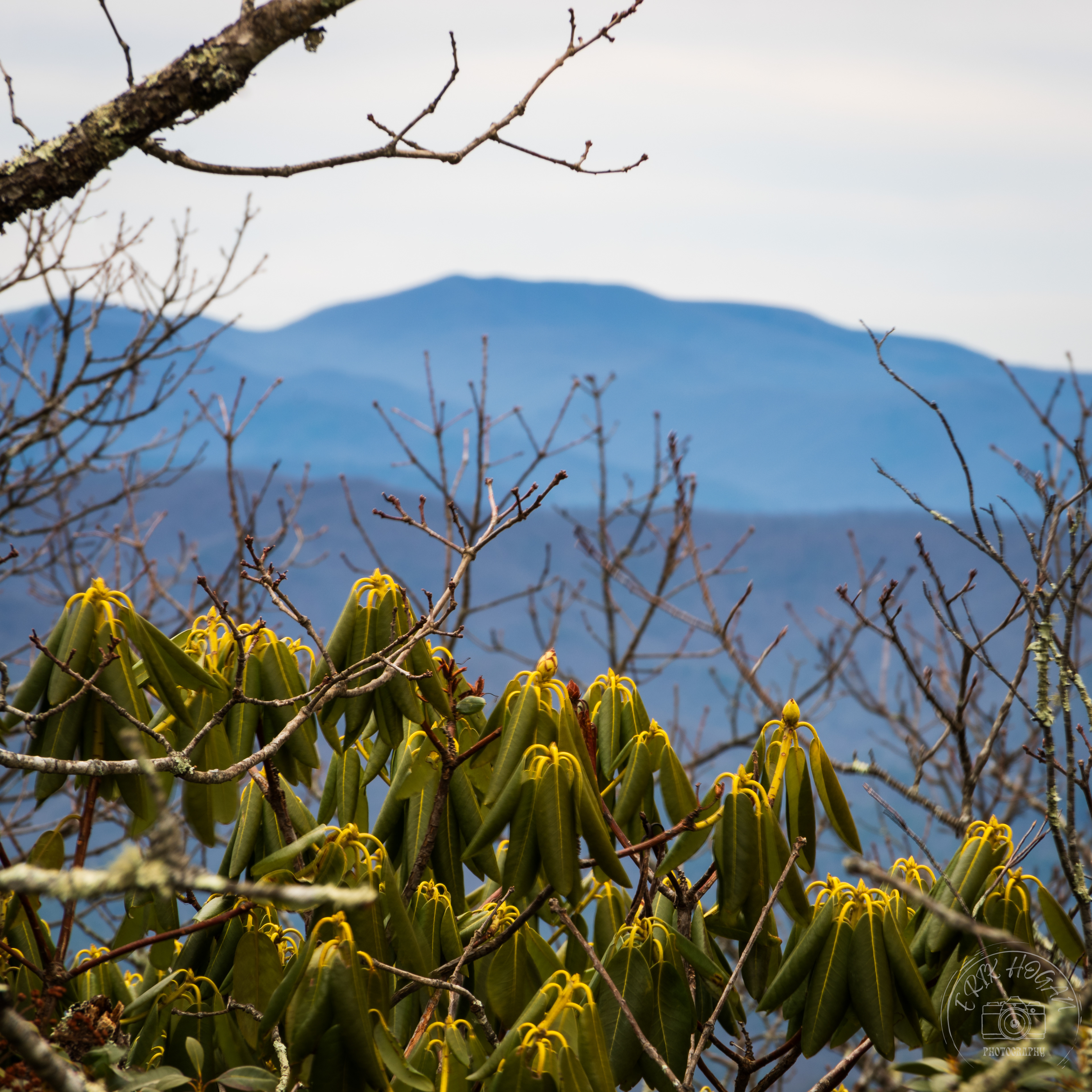 Blood Mountain January 2024   V
