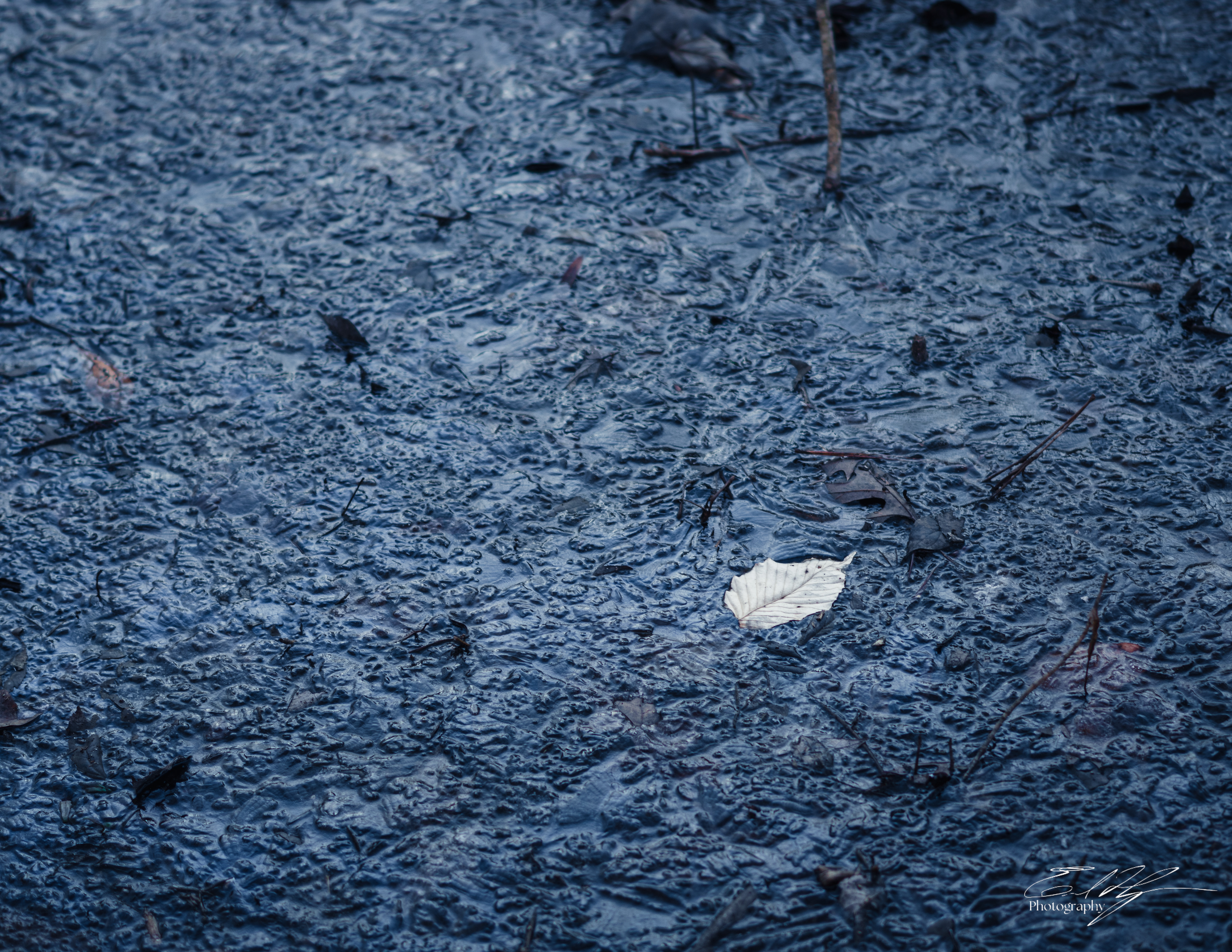 Sandy Creek Ice Portrait   IV