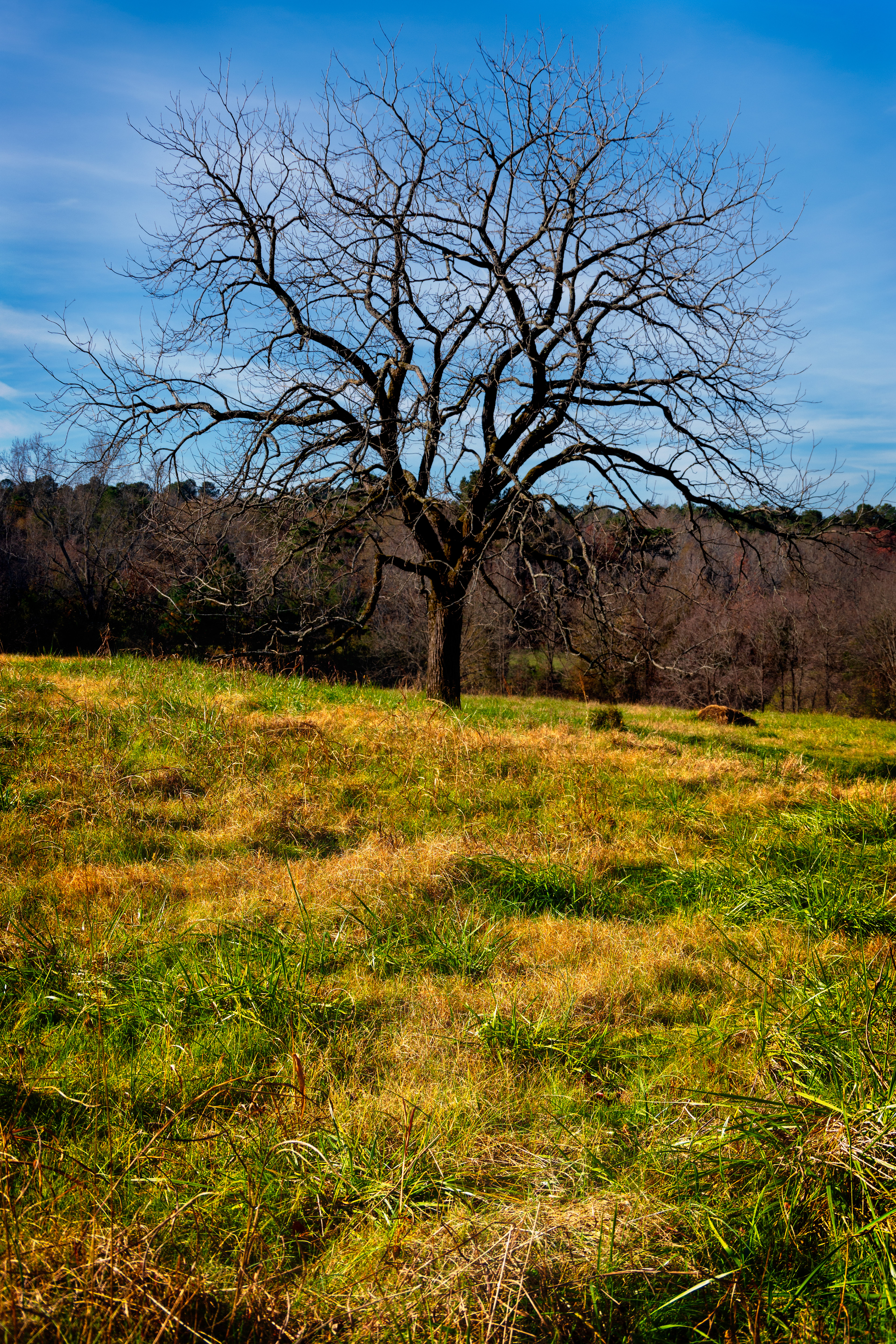 Tree Portrait November 2021