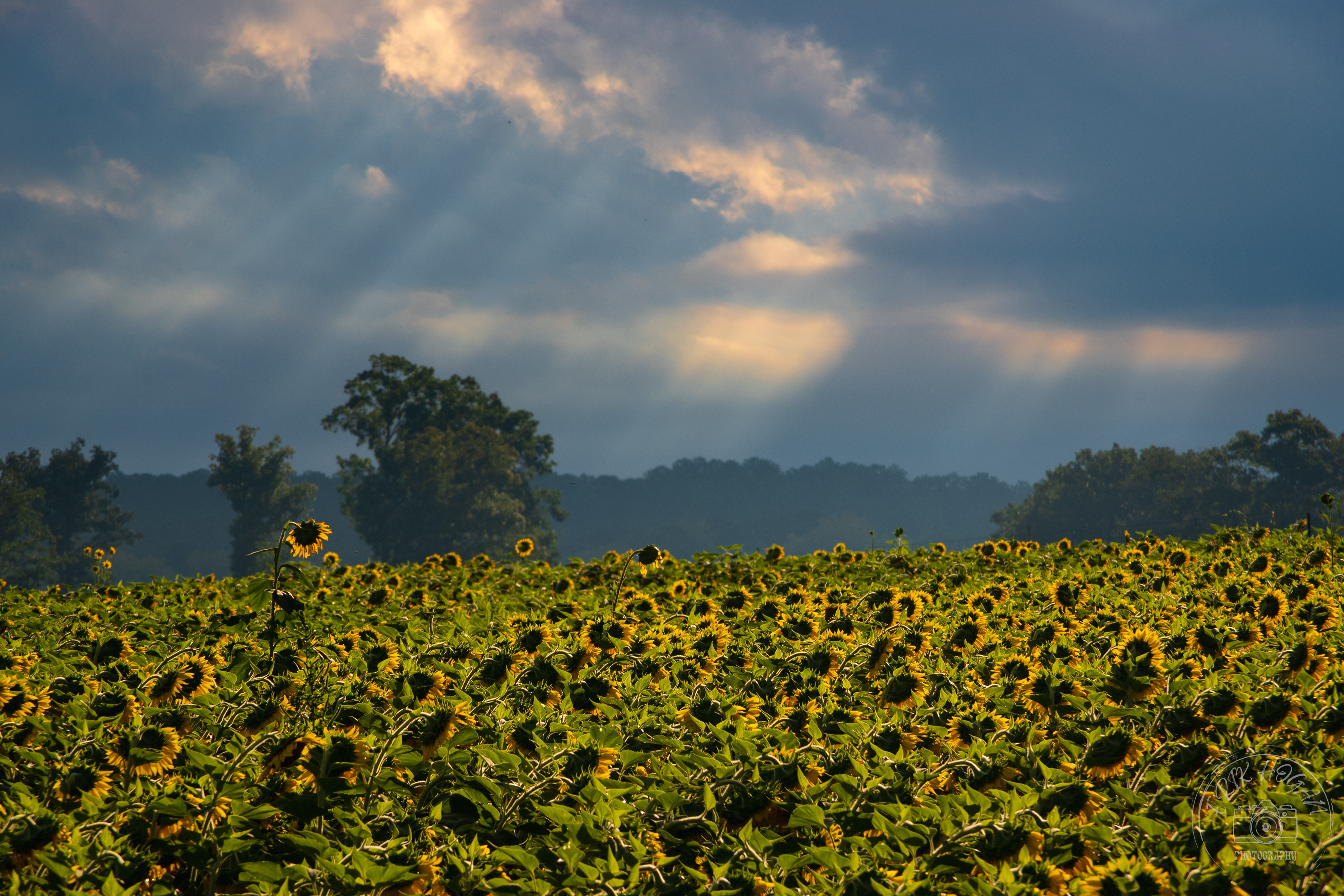 Sunflowers at the Iron Horse September 2022   III