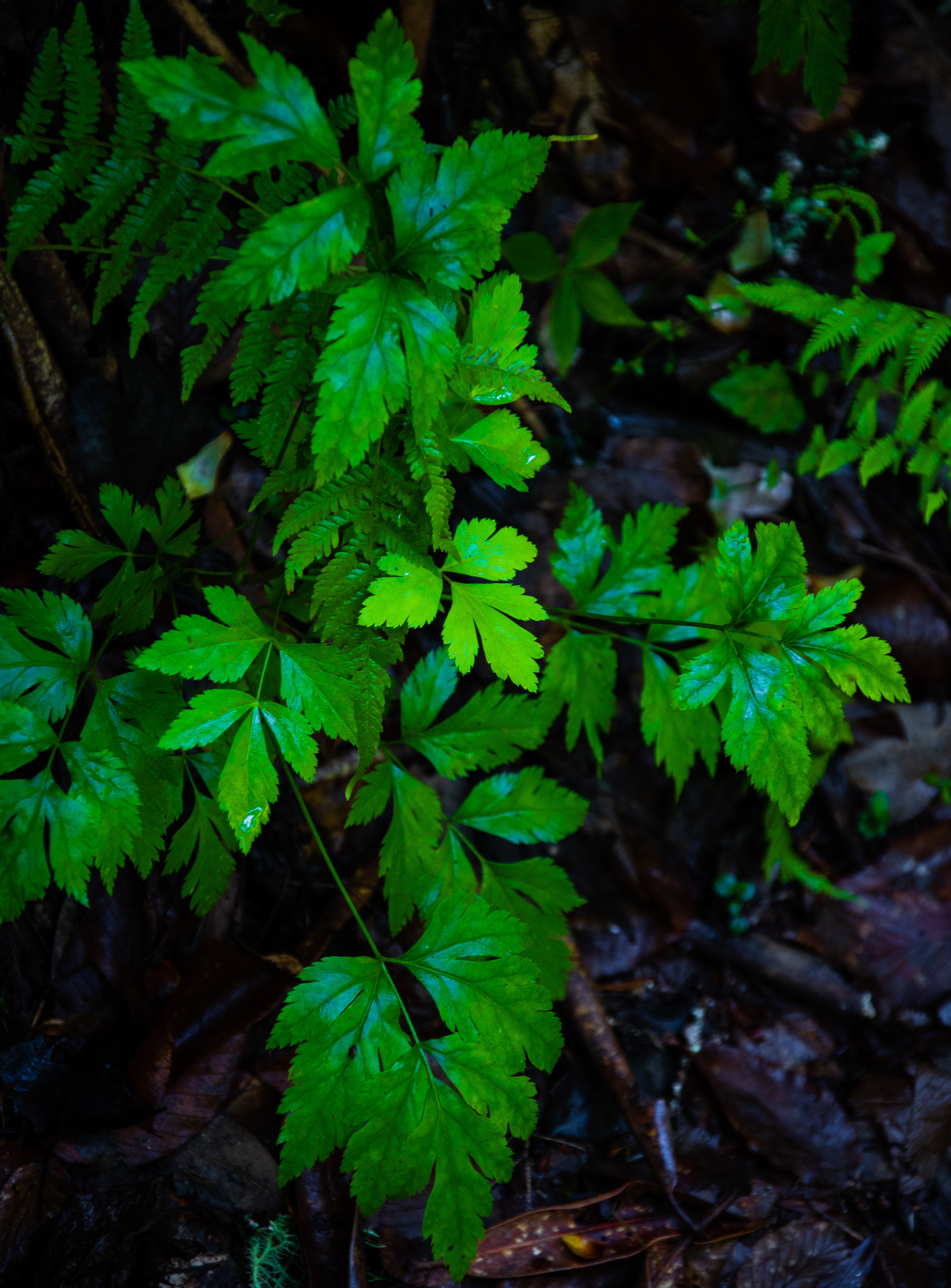 Oconee National Forest April 2021   II