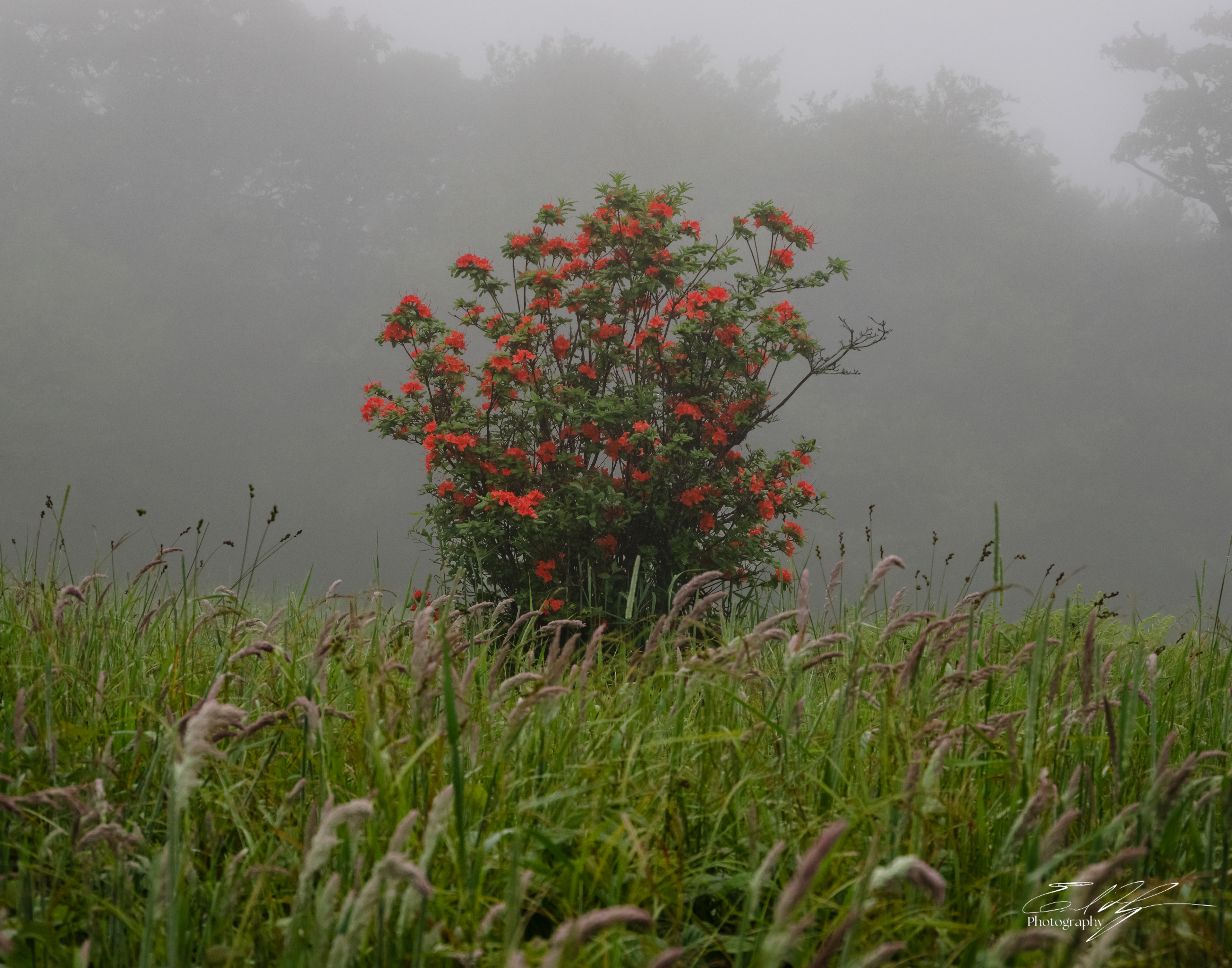 Gregory Bald June 2025 VII