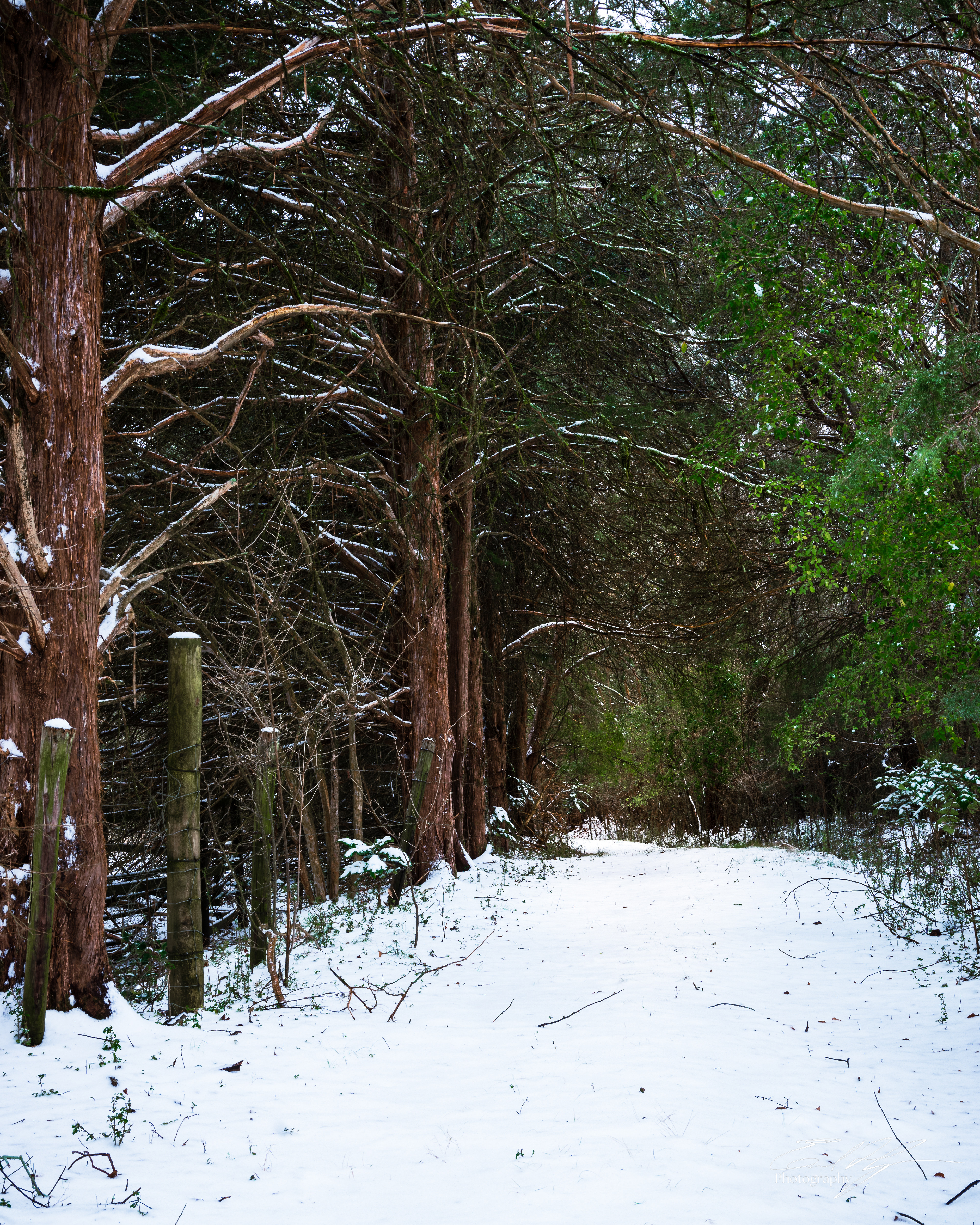 Snow Day January 2025   III