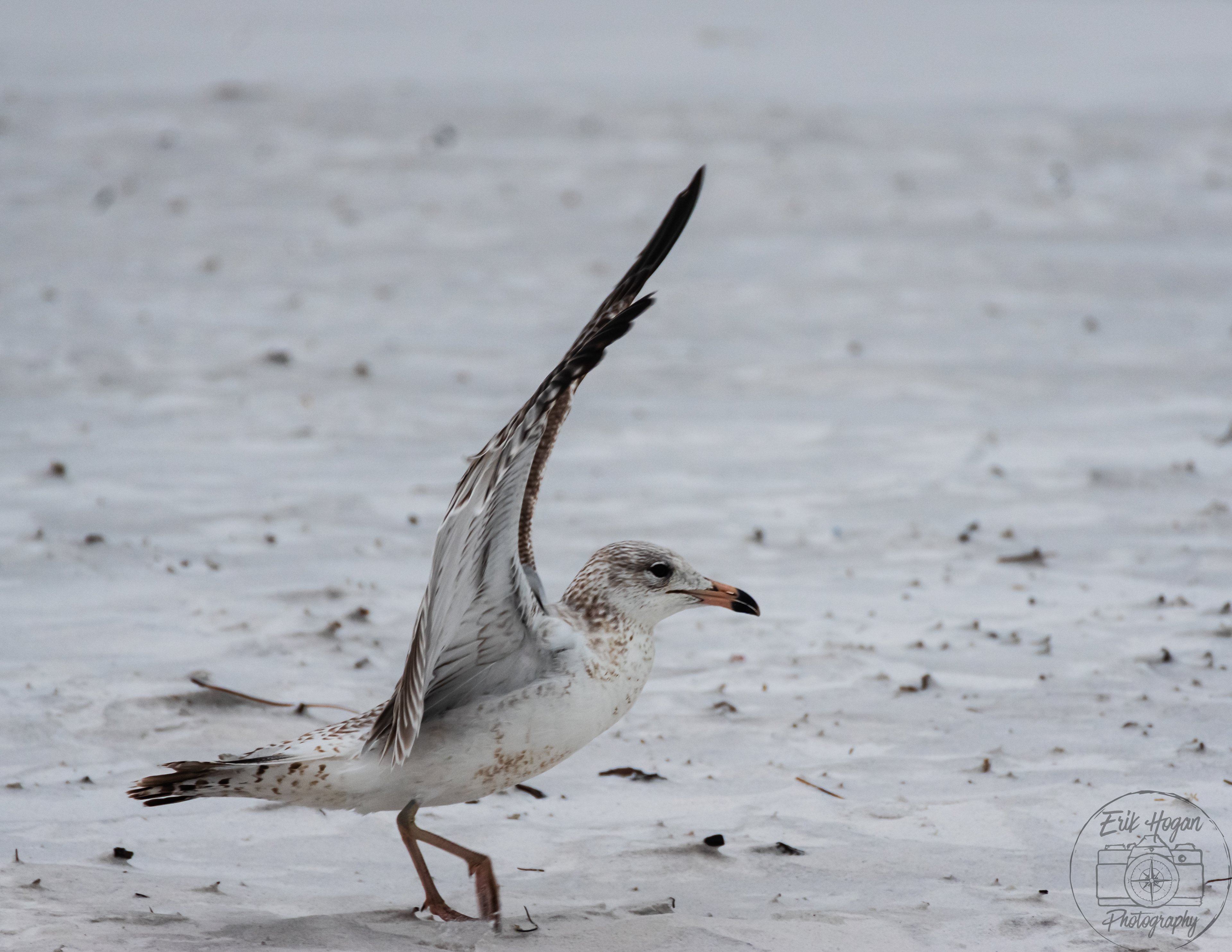 Miramar Beach March 2024   XI