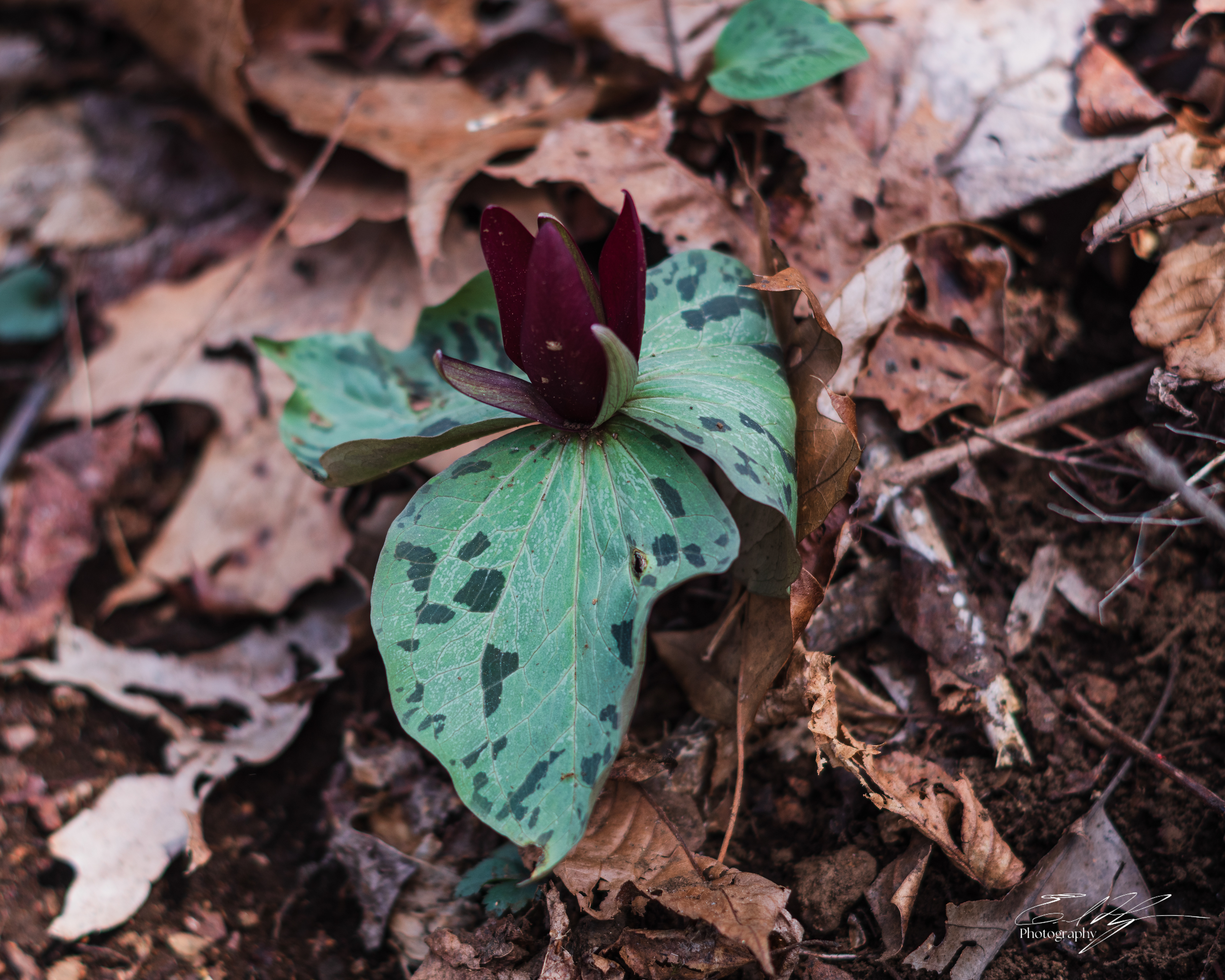 Early Spring 2025   XV