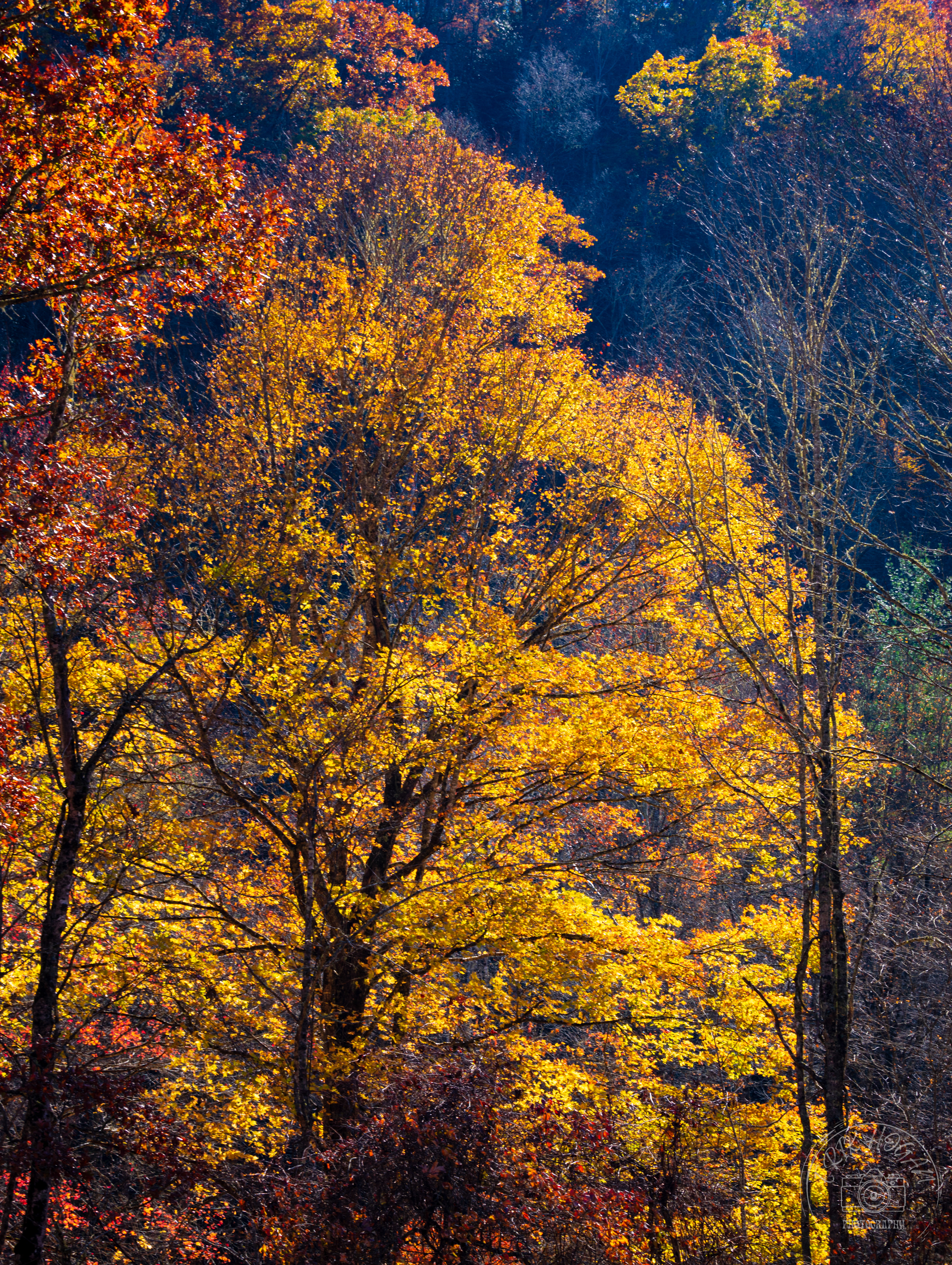 Cataloochee Valley October 2022   II