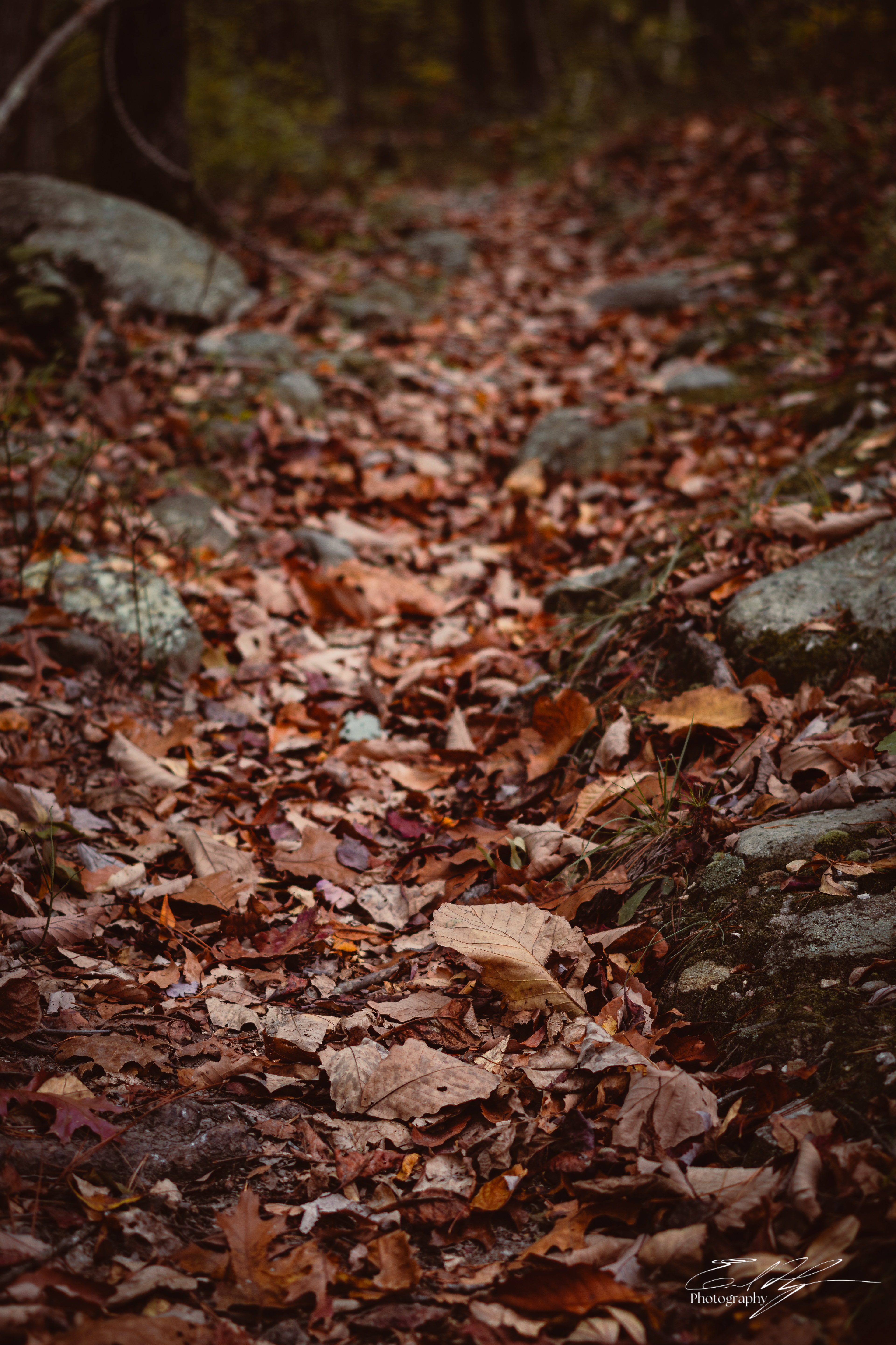 Pin-Chin-Sky Loop November 2024   II