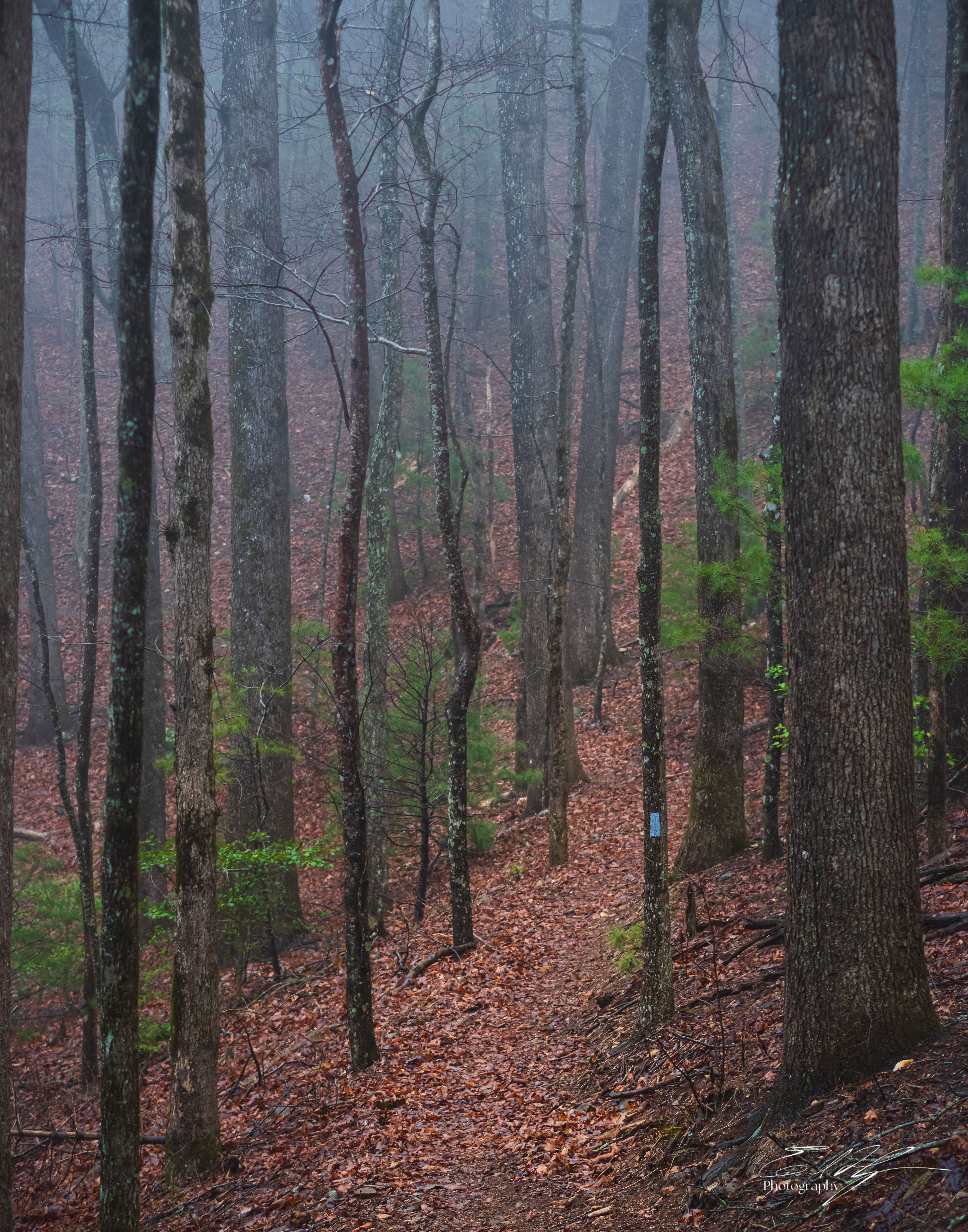 Duncan Ridge Trail 2025   V