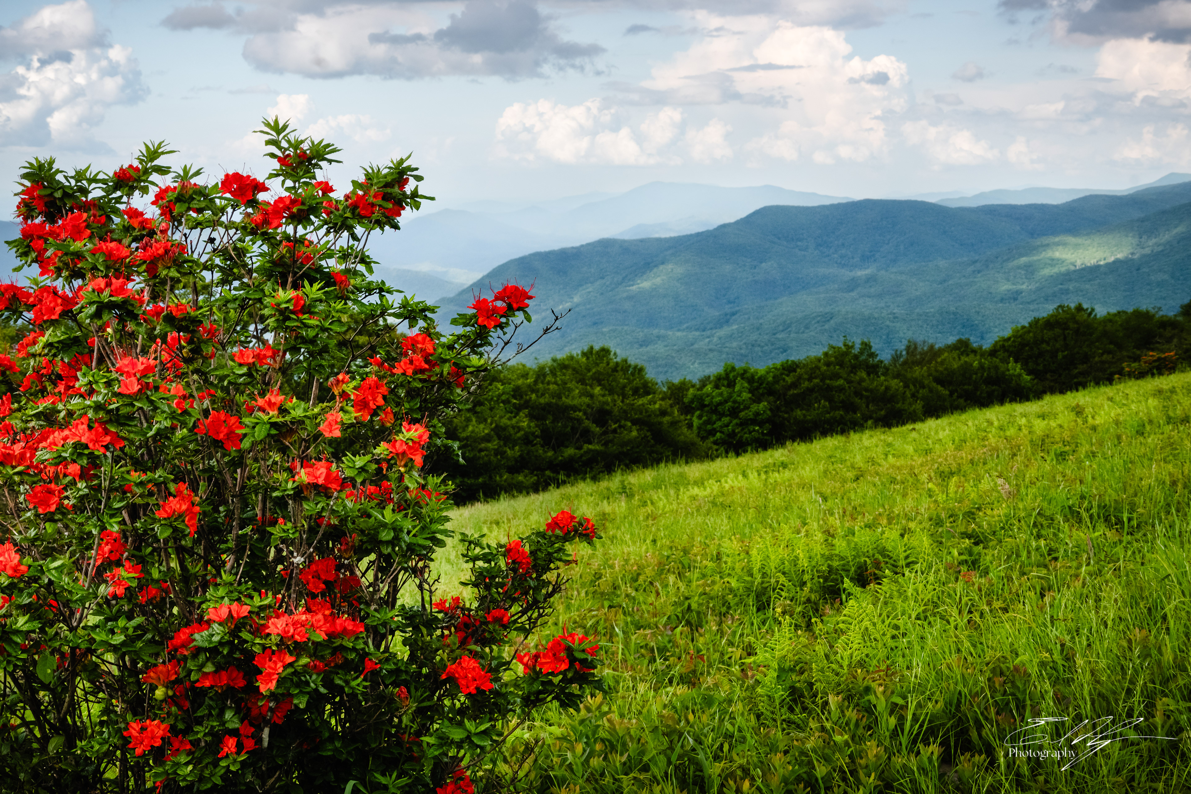 Gregory Bald June 2025 VI