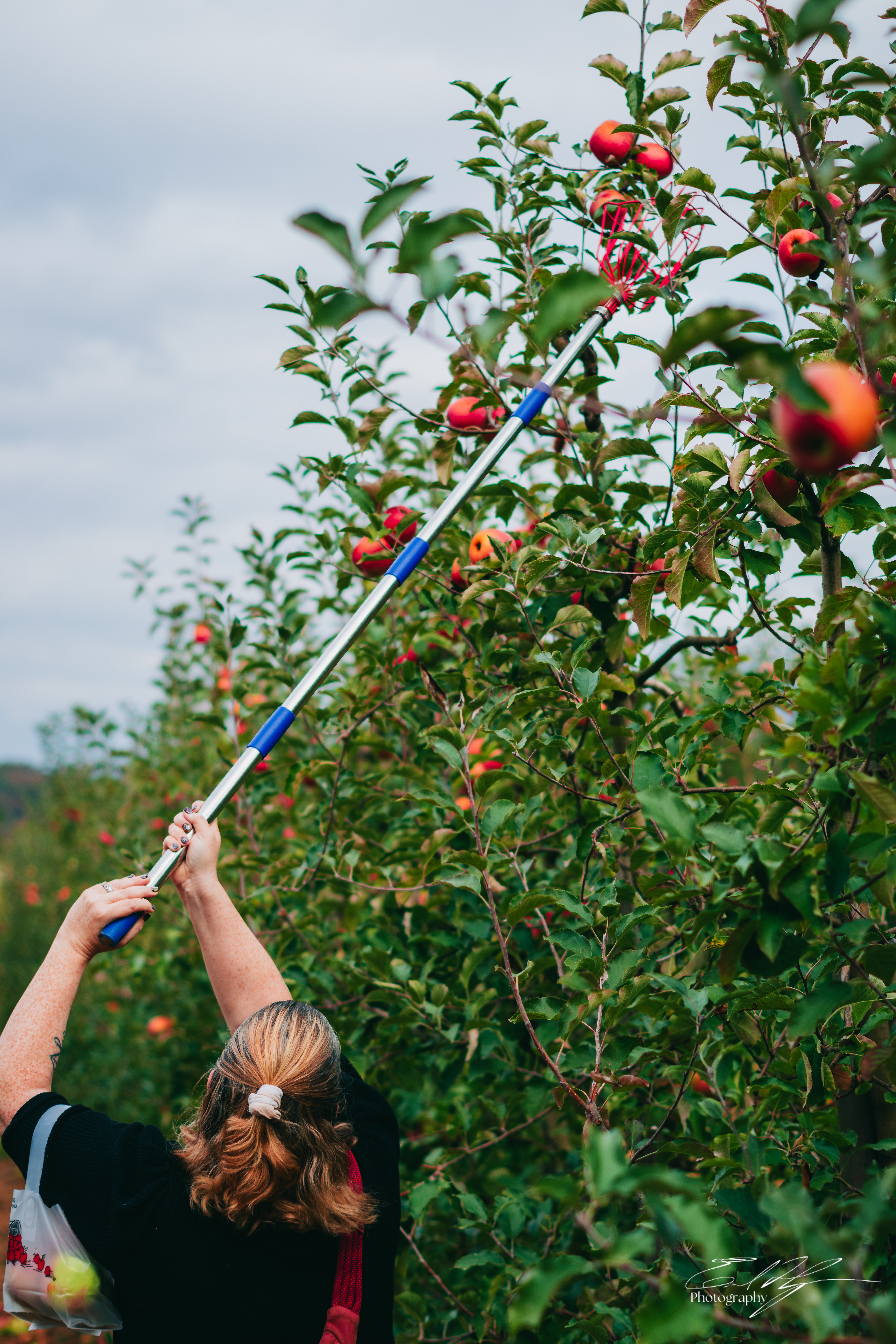 Ellijay Apple Orchard October 2024   V