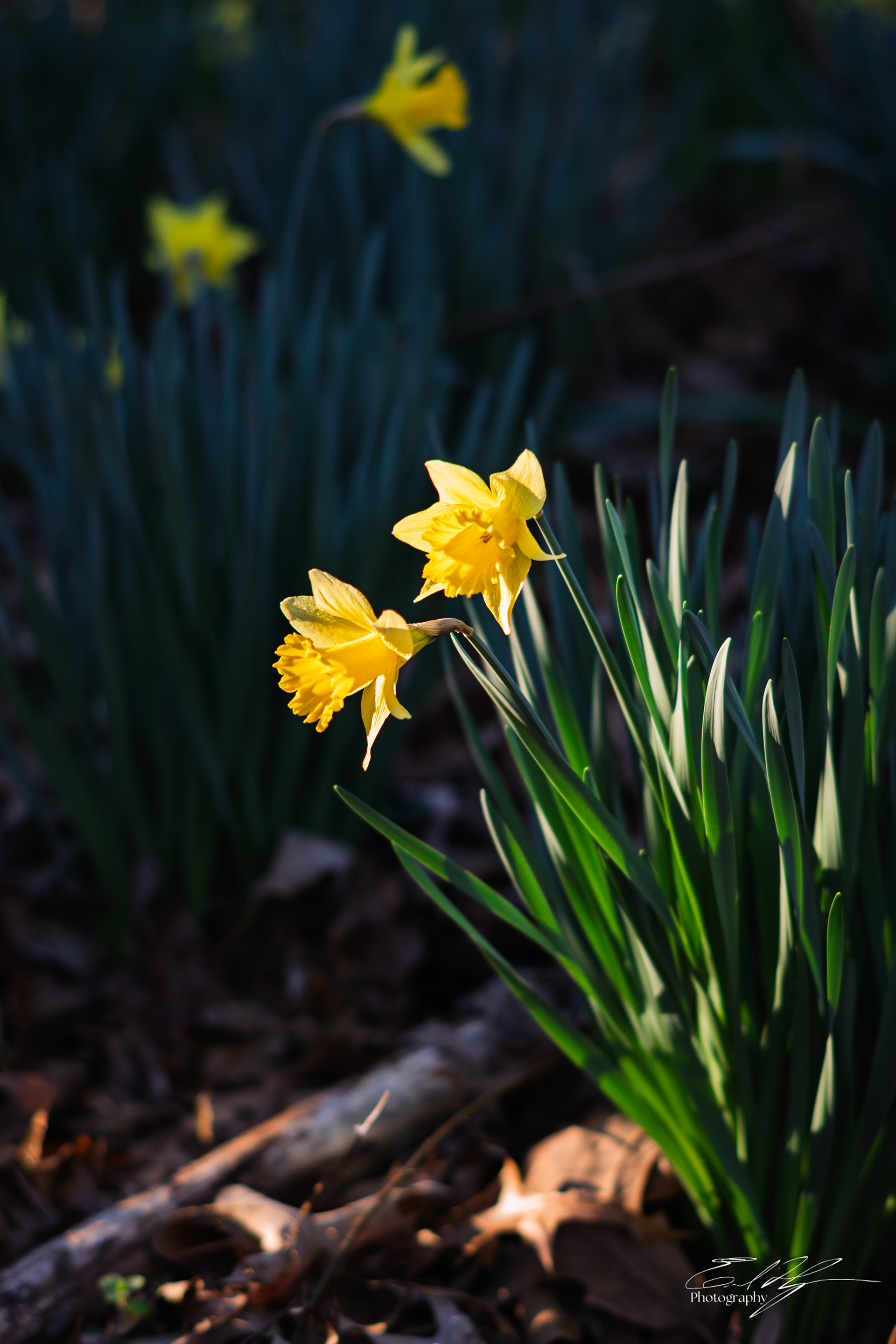 Wabi Sabi Stoic February 2025   IV