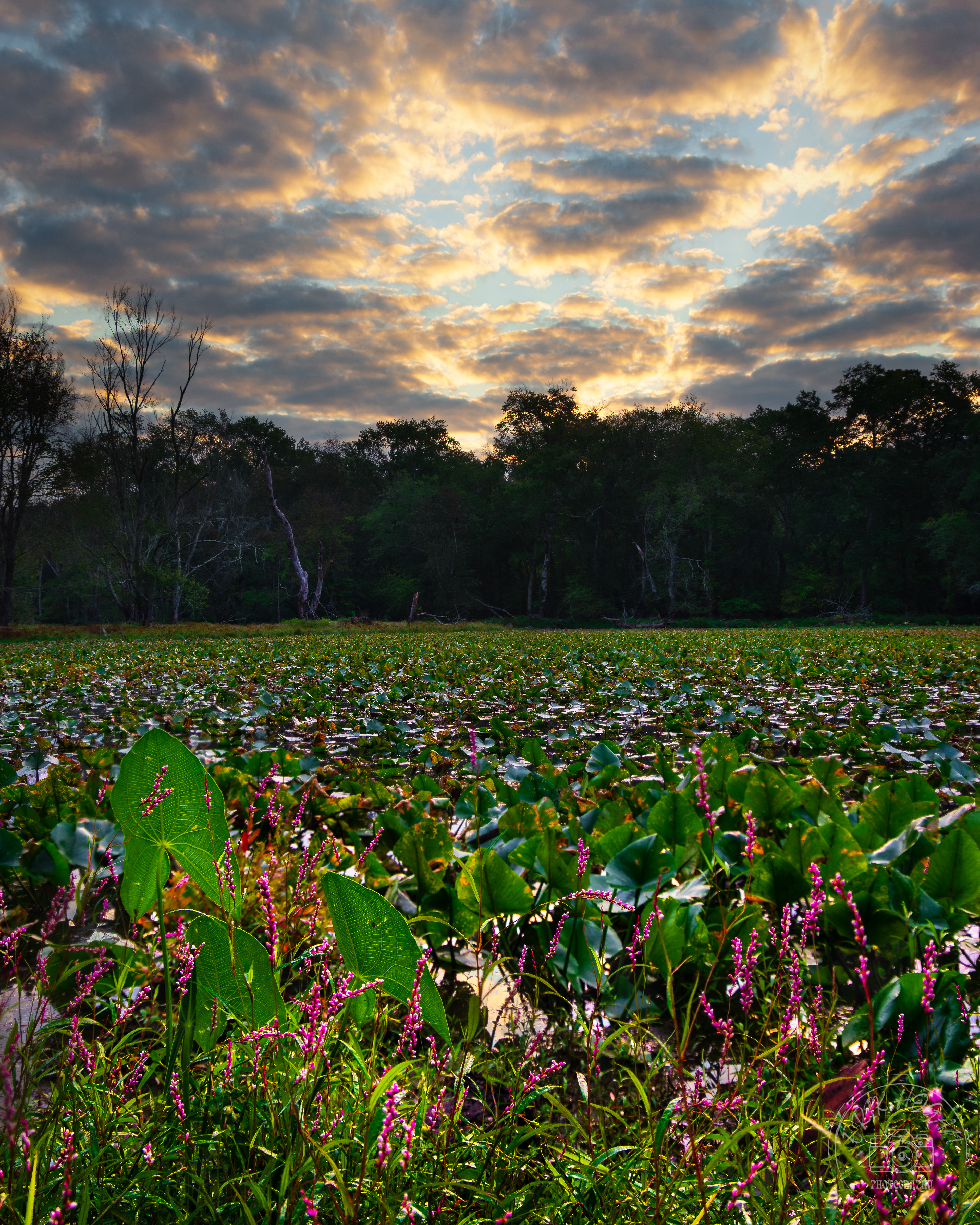 Claypit Pond September 2022