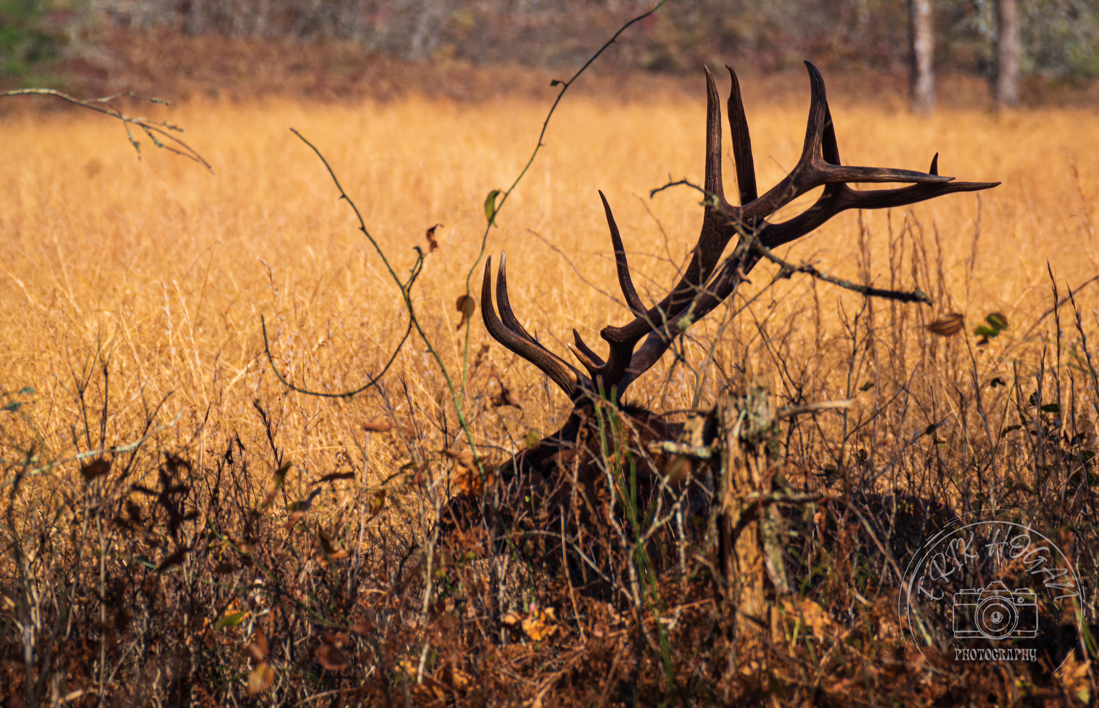 Cataloochee Valley October 2022   III