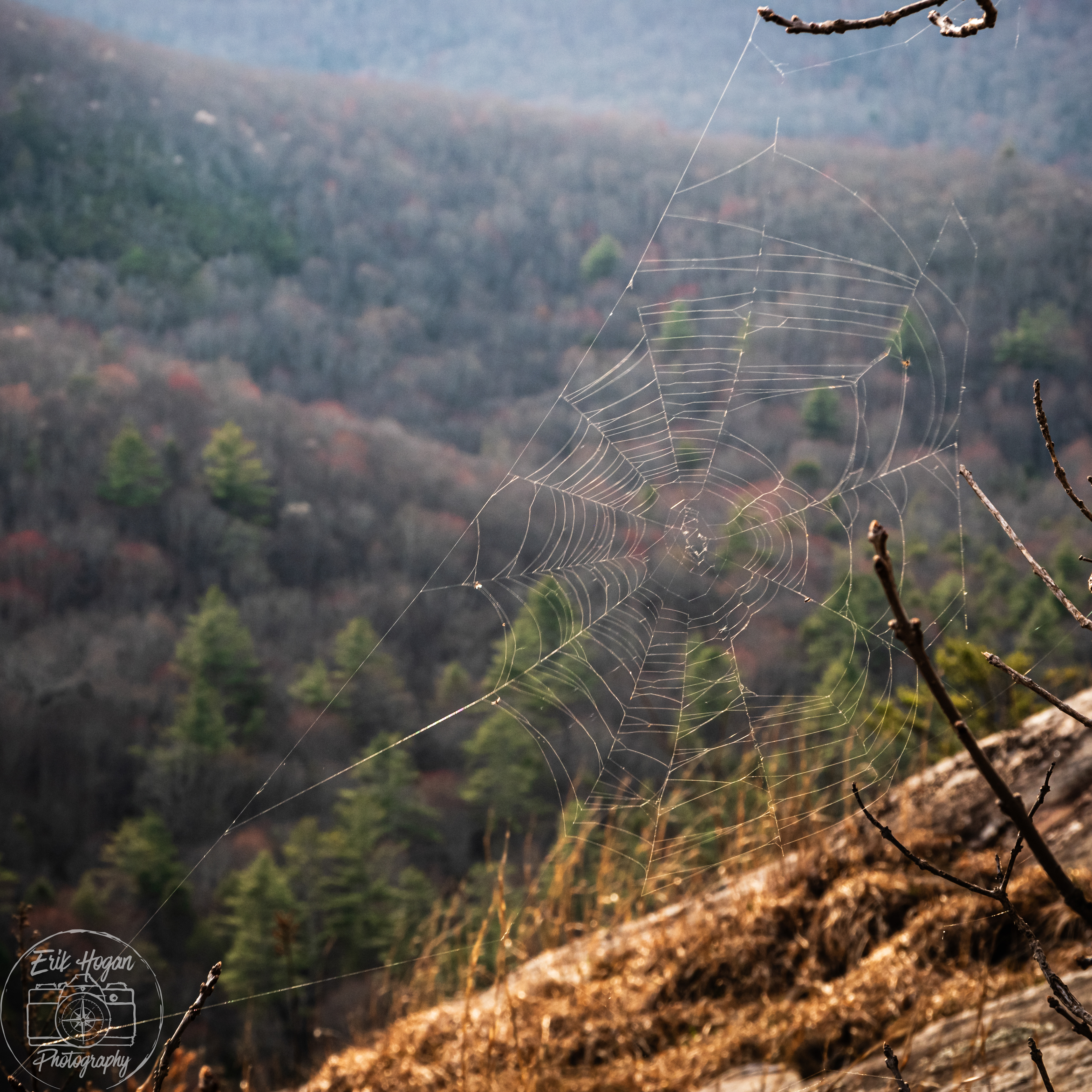 Panthertown Valley April 2024   VII