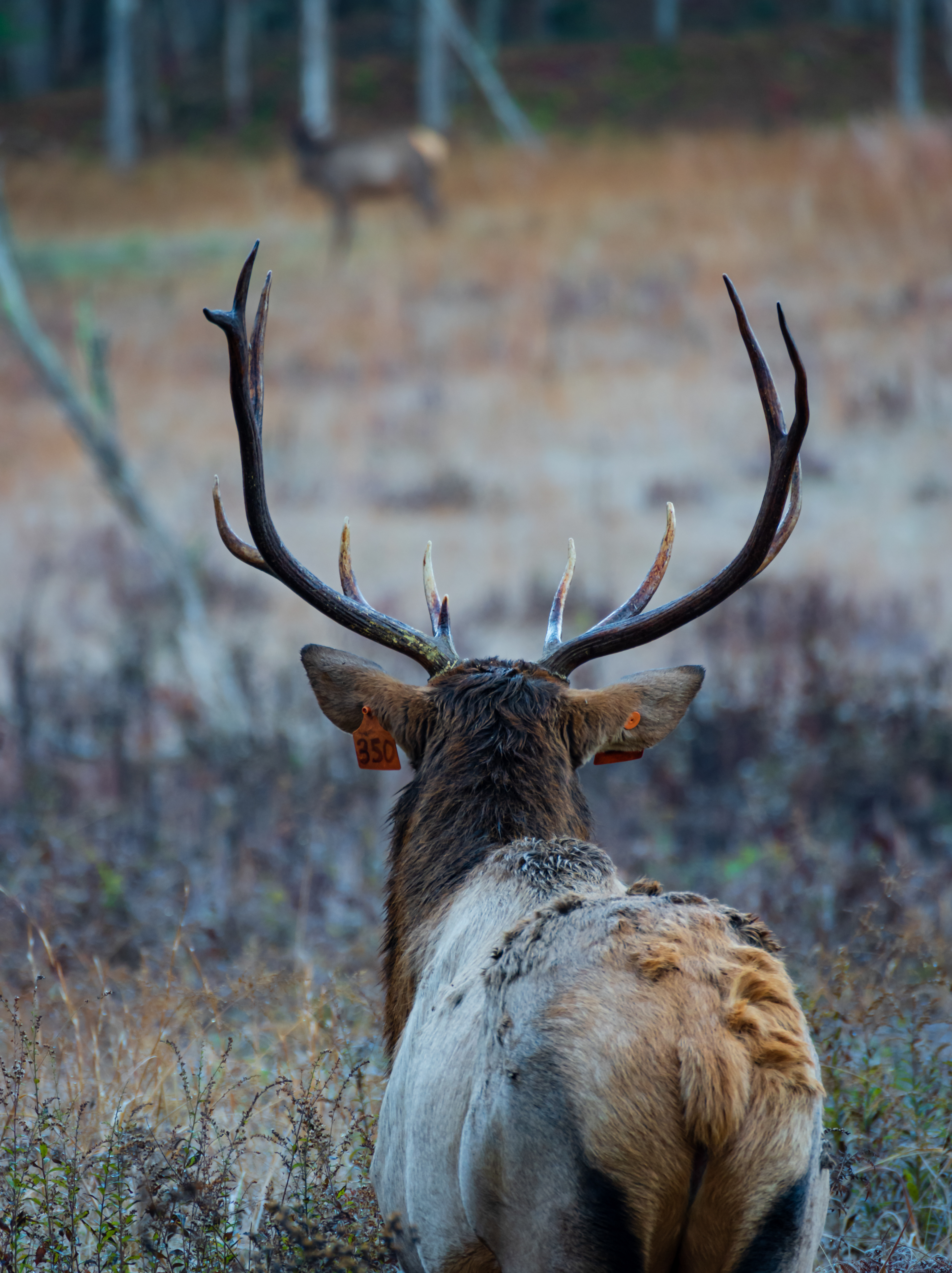Cataloochee Valley October 2022   XXIV