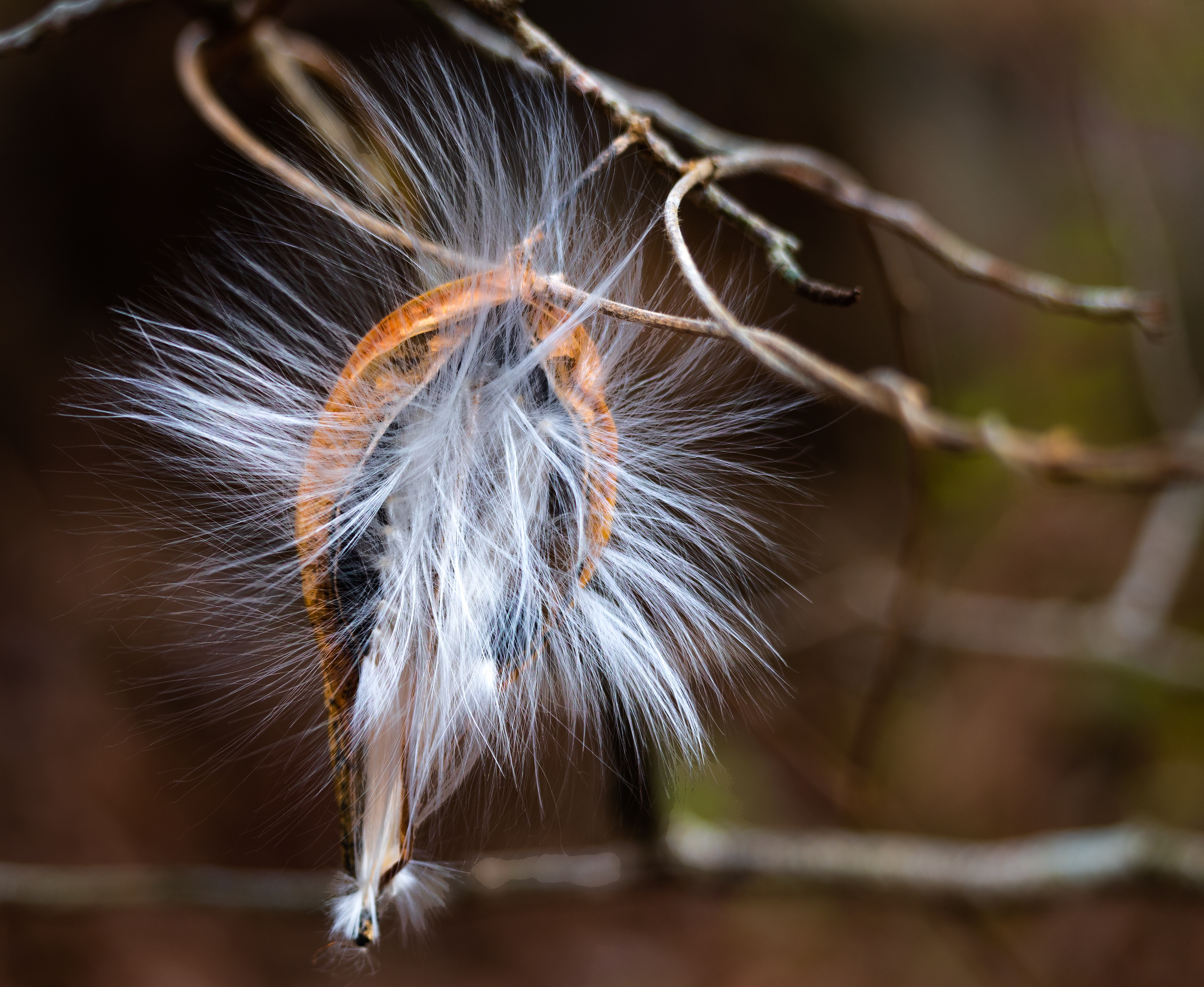 Dyar's Pasture December 2021   VII