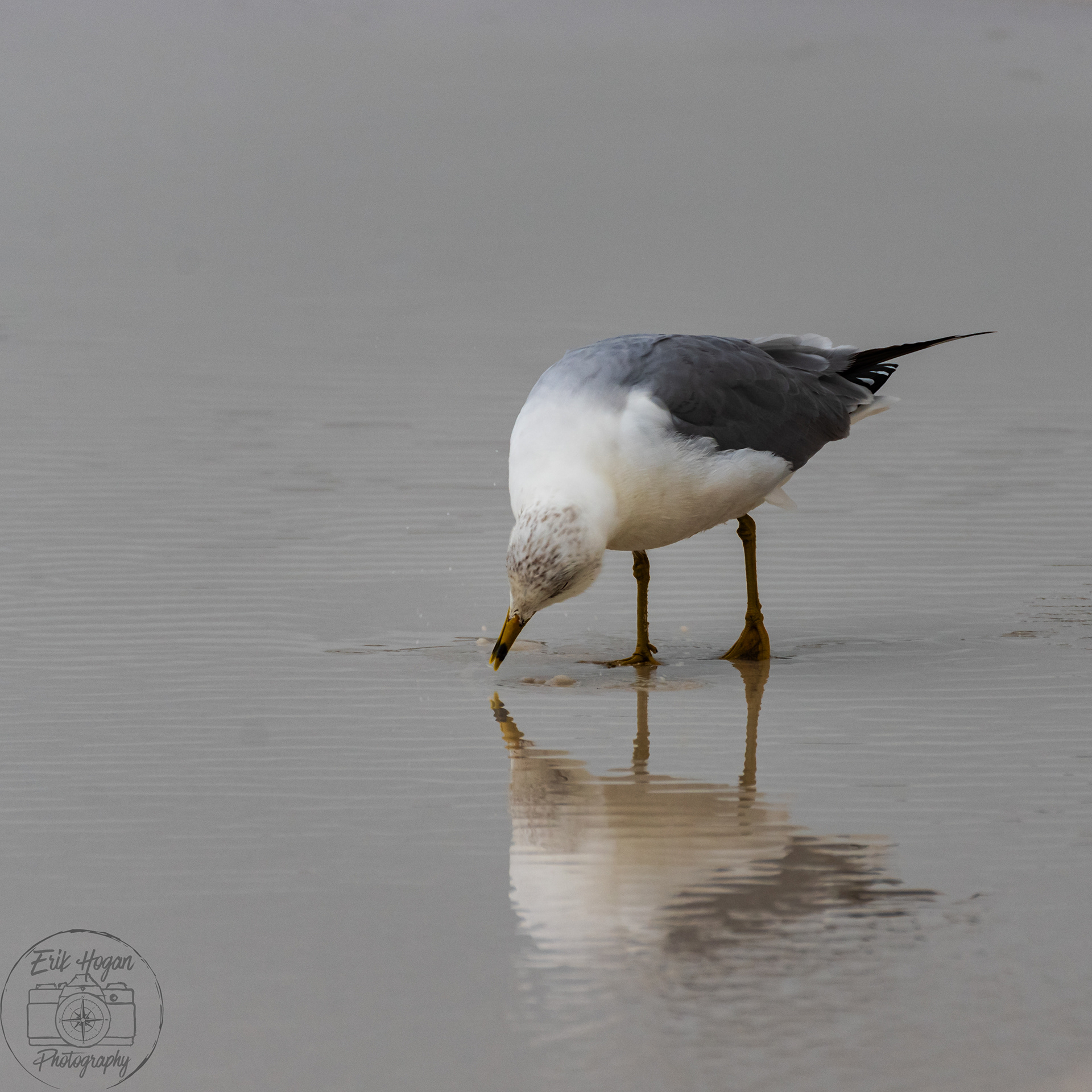 Miramar Beach March 2024   III