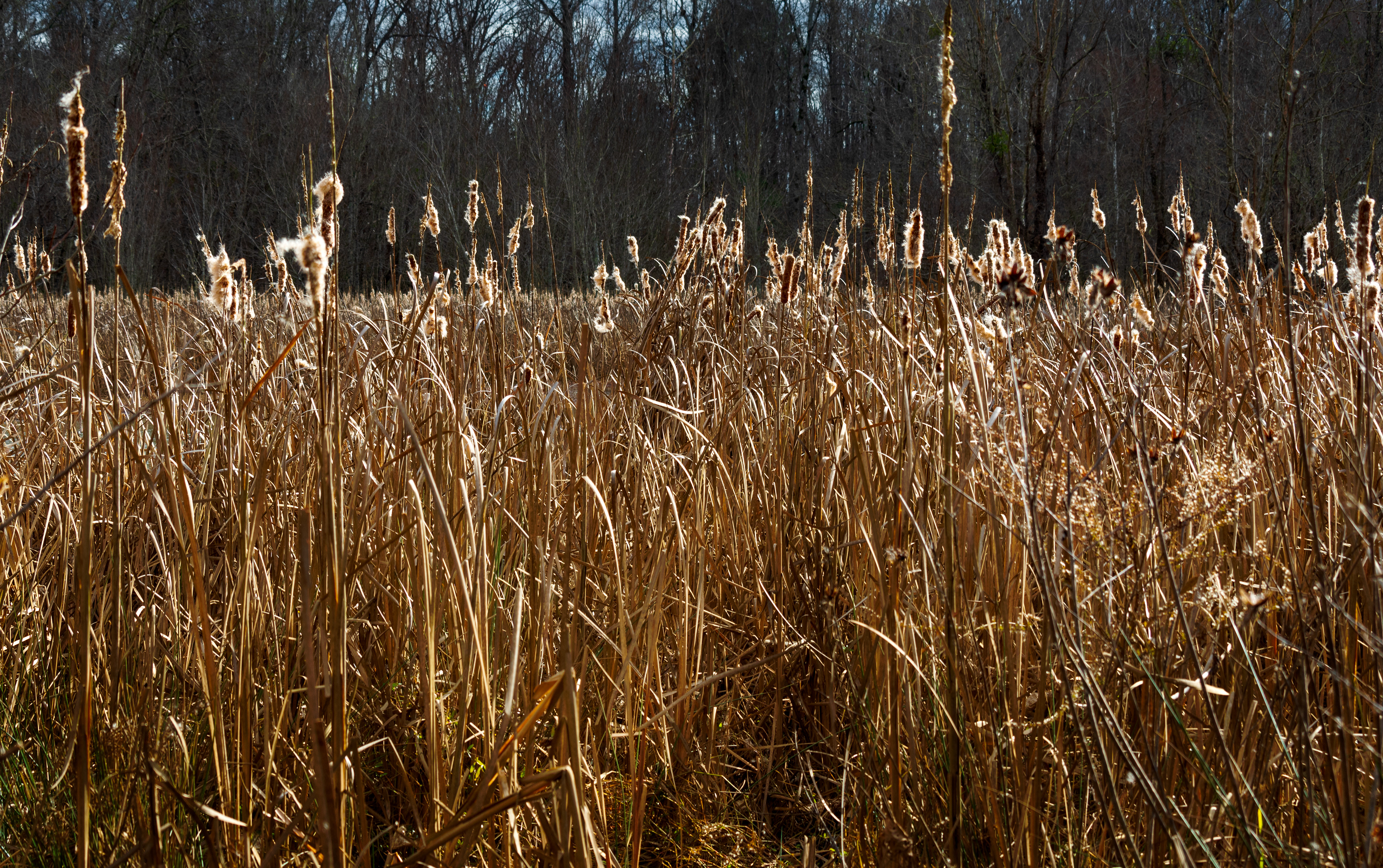 Dyar's Pasture December 2021   VI