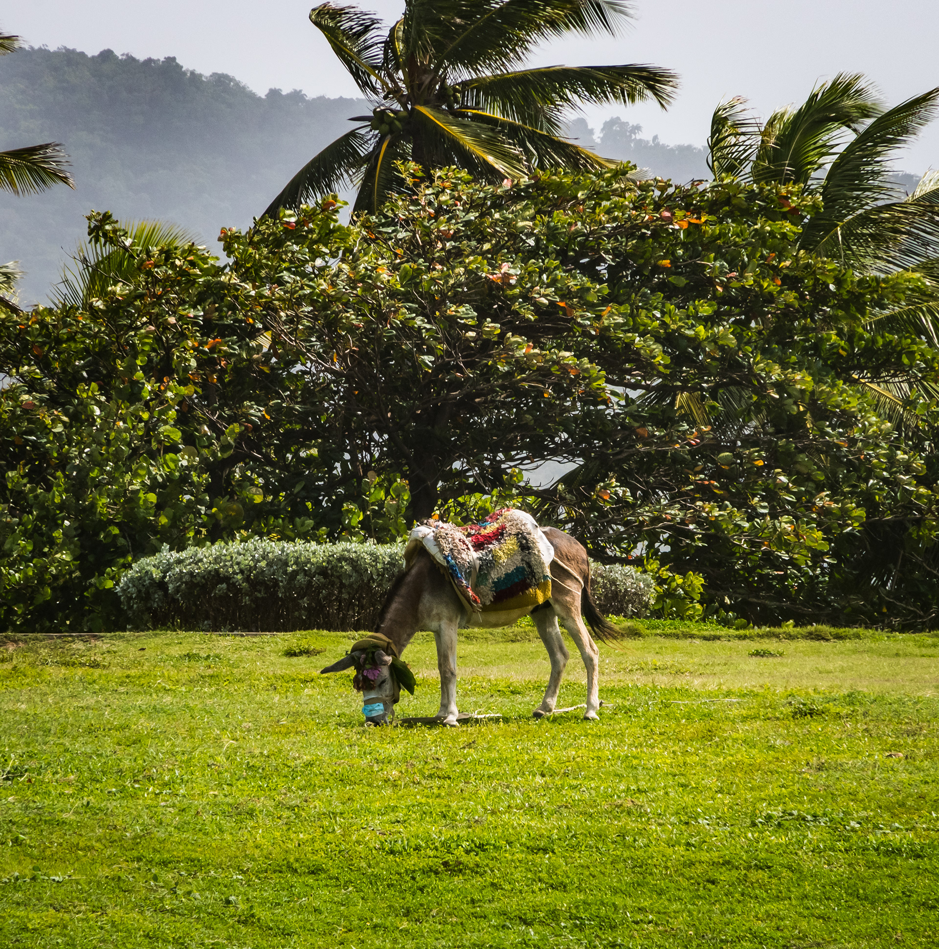 Parque San Felipe July 2021   IX
