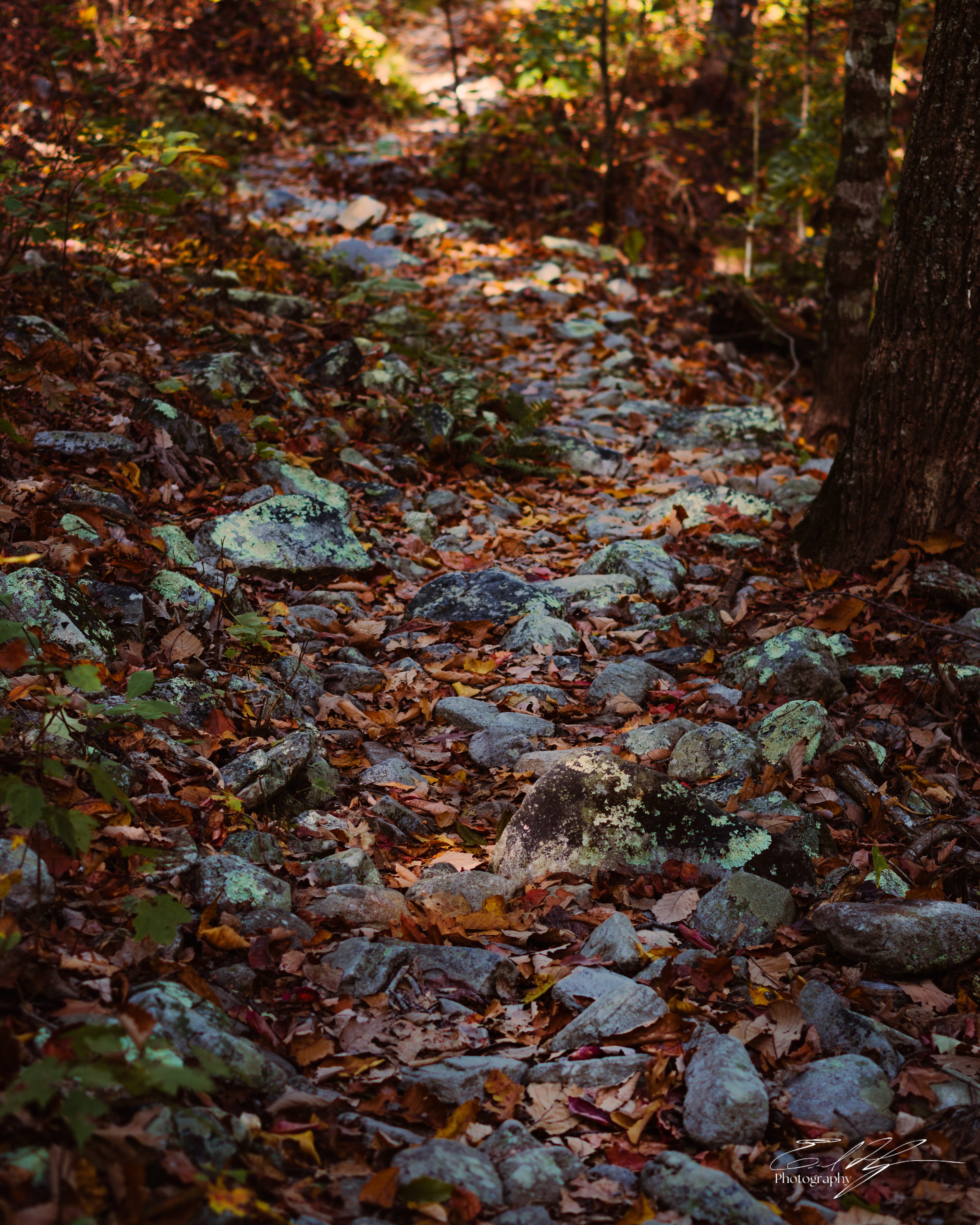 Pin-Chin-Sky Loop November 2024   XIII