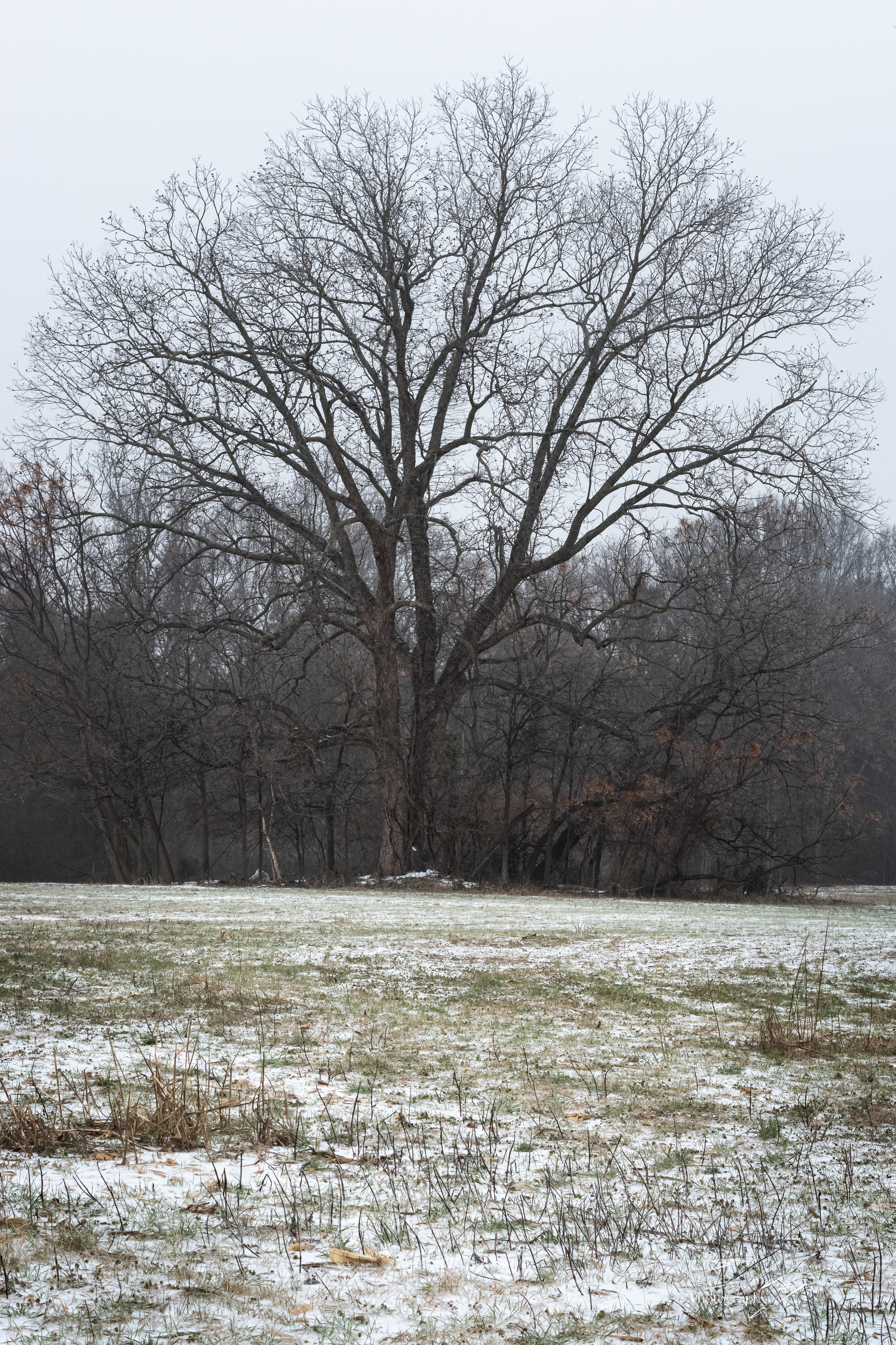 Ice Storm January 2026 I